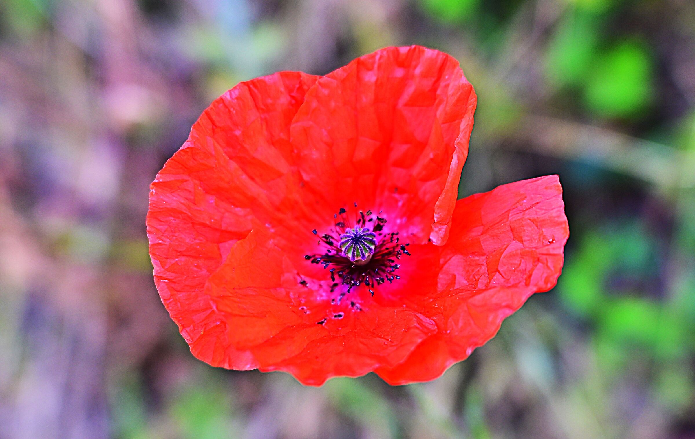 Poppy Center Bleu