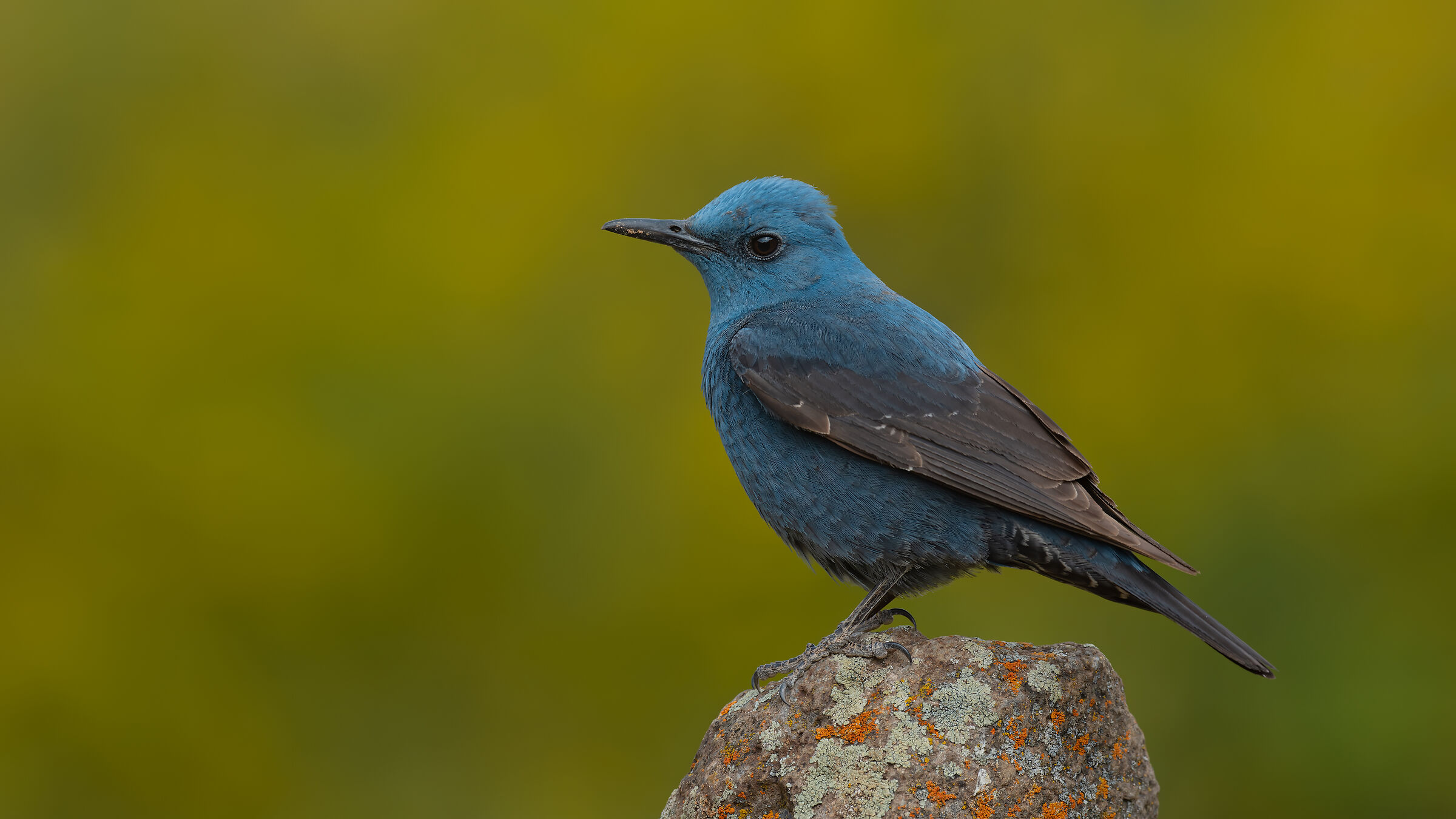 Blue Rock Thrush » Monticola solitarius