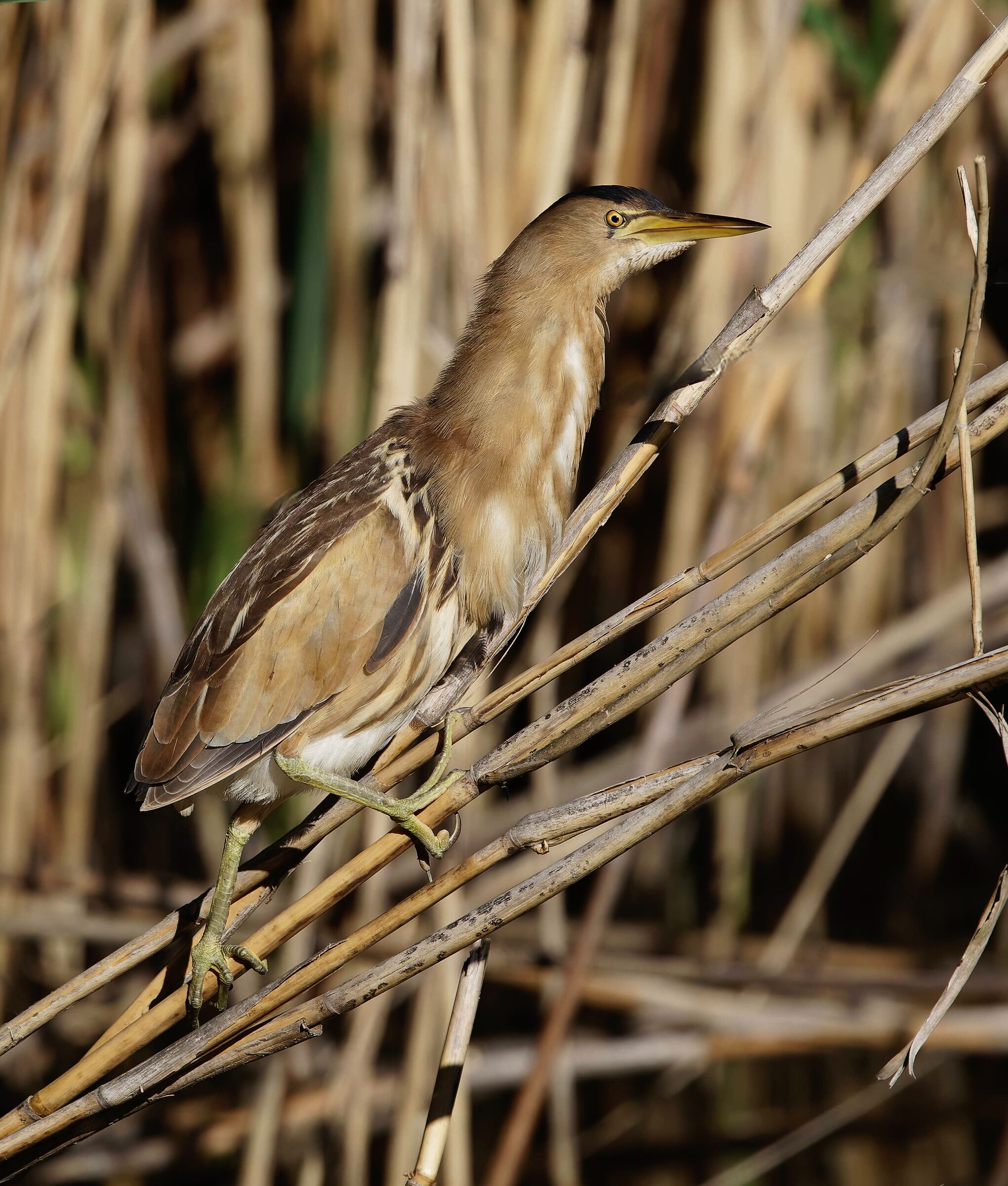 Bittern Set