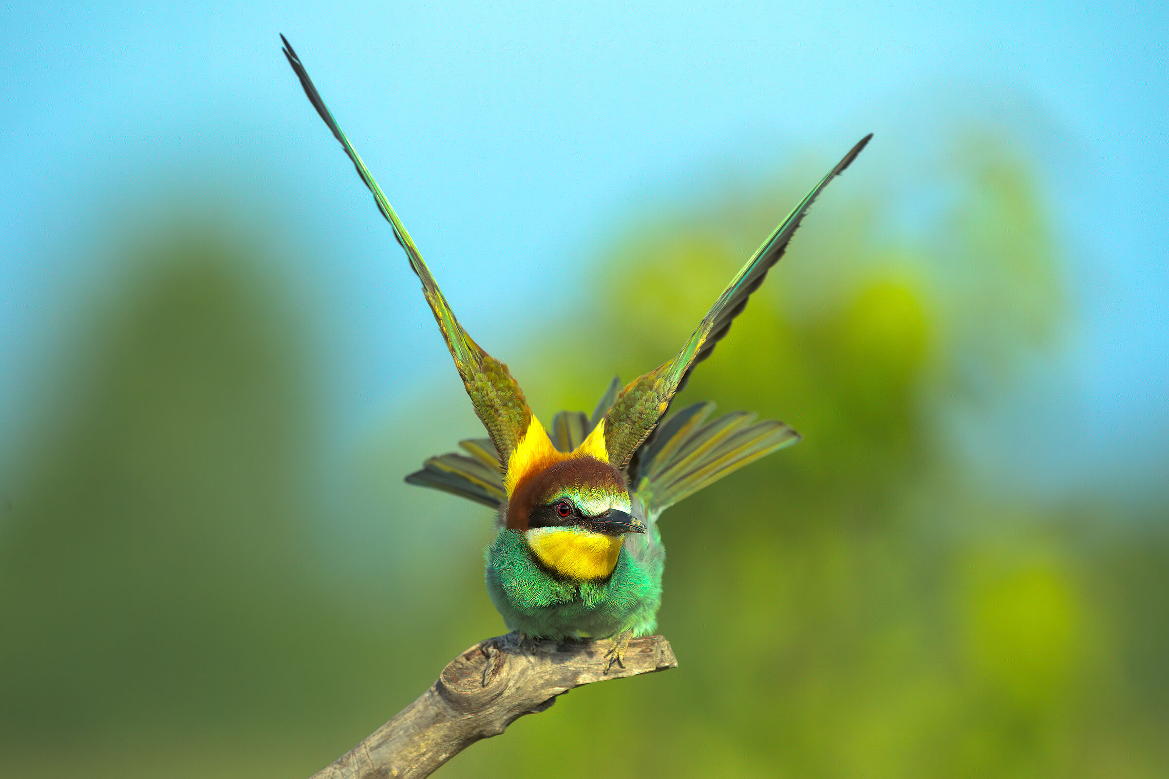 Stretching bee-eater