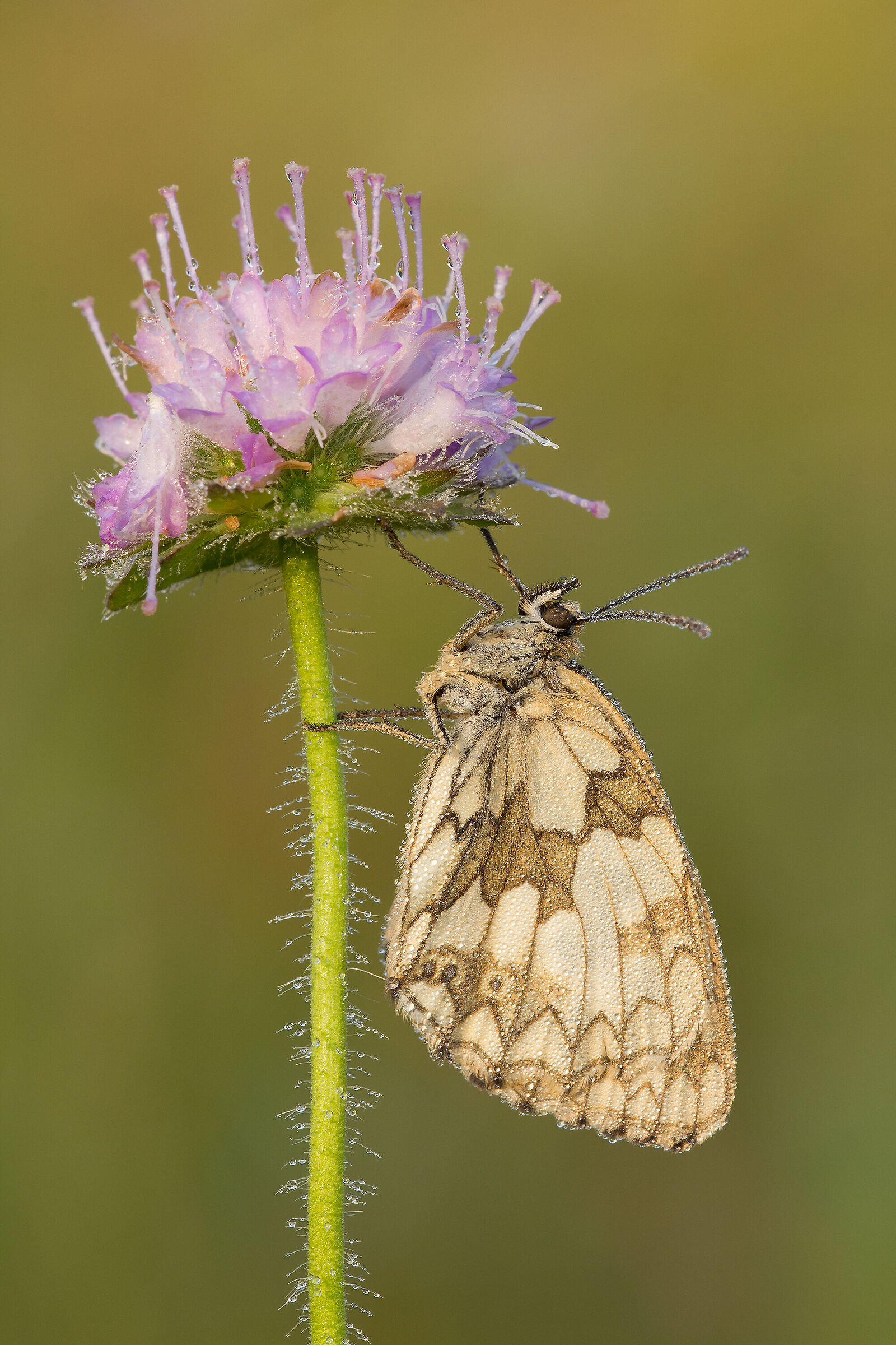 Marbled White