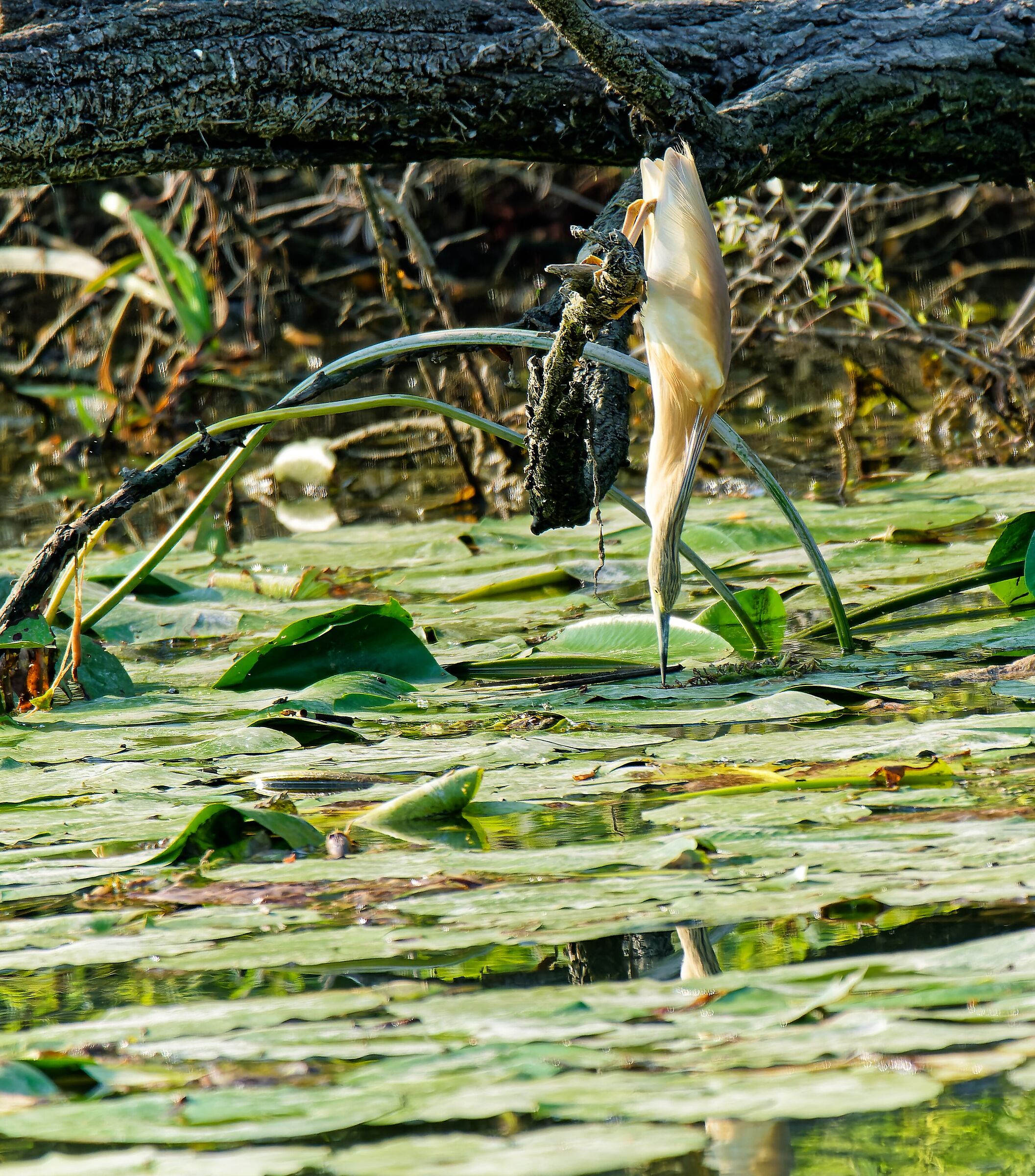 Heronfish in acrobatic fishing