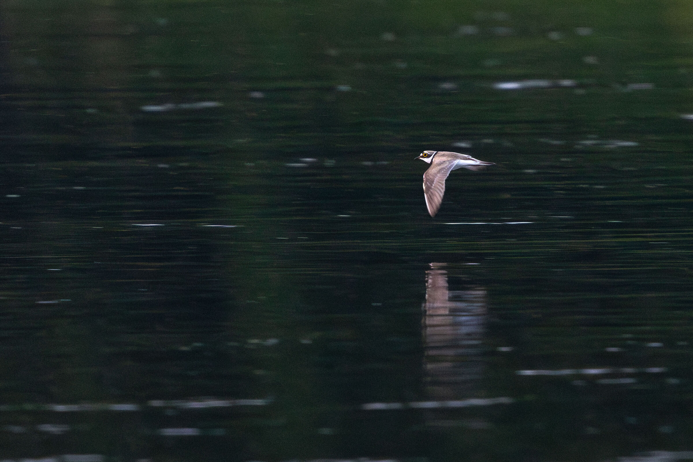 Corriere piccolo in volo
