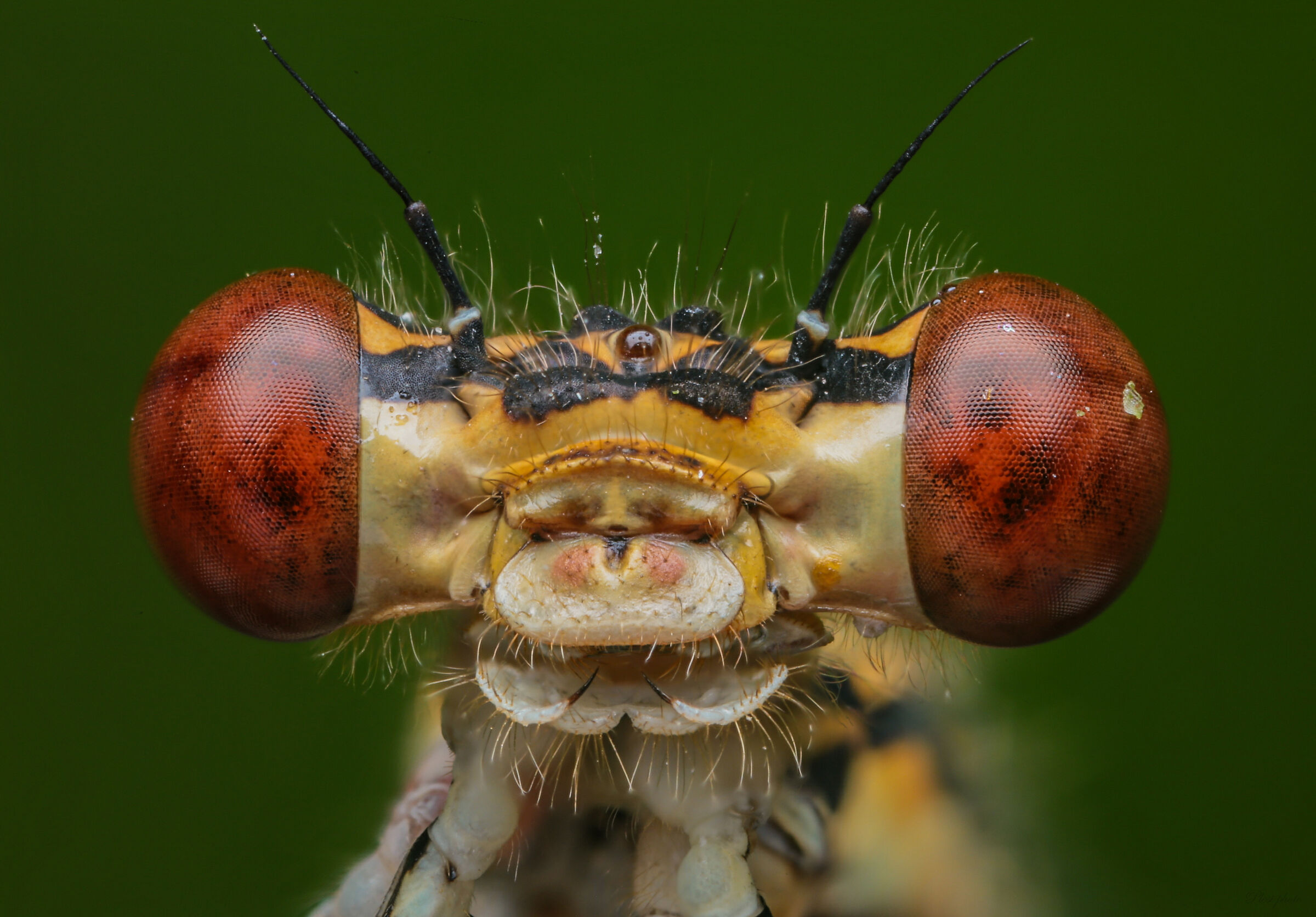Dragonfly