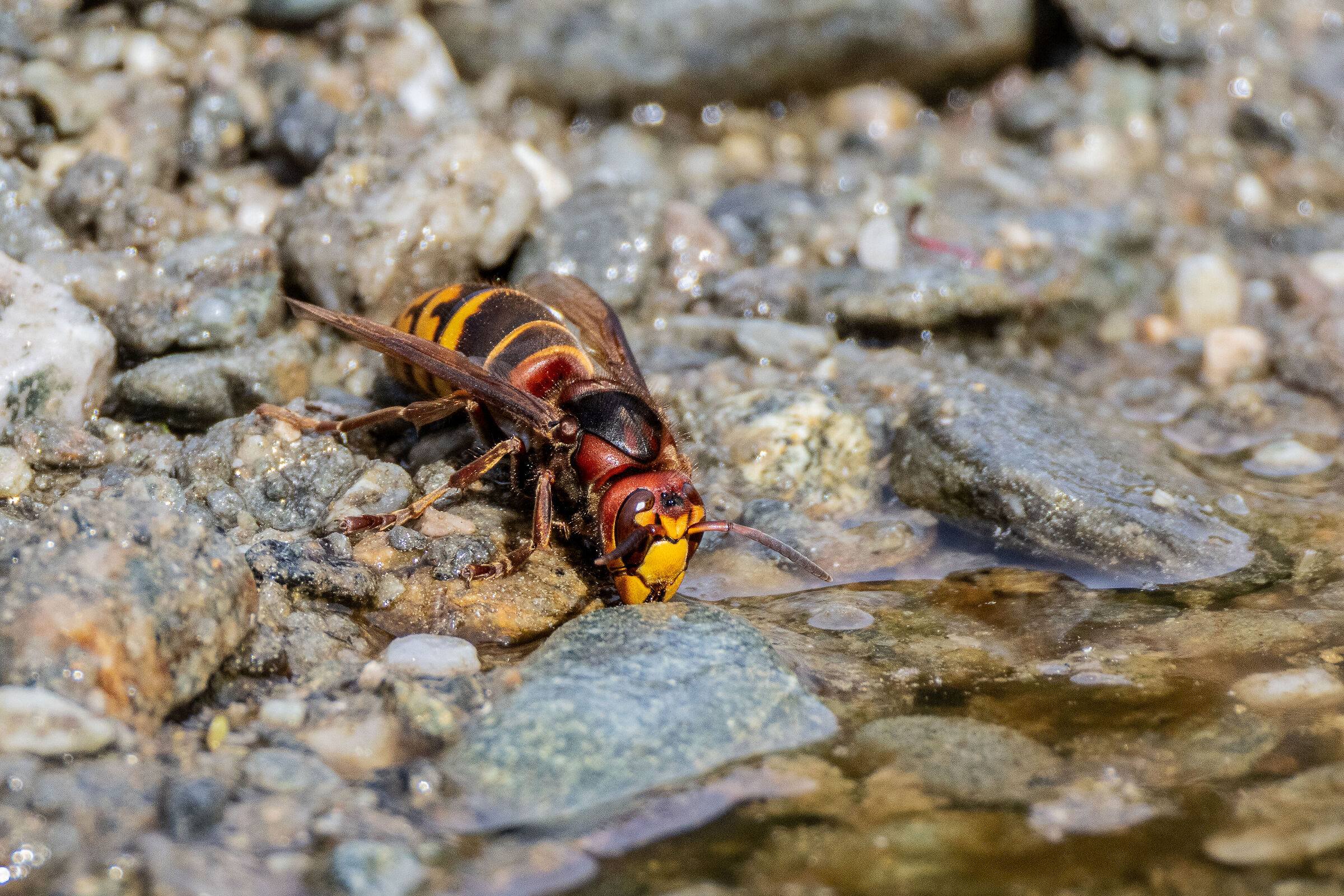 Crabo wasp drinking