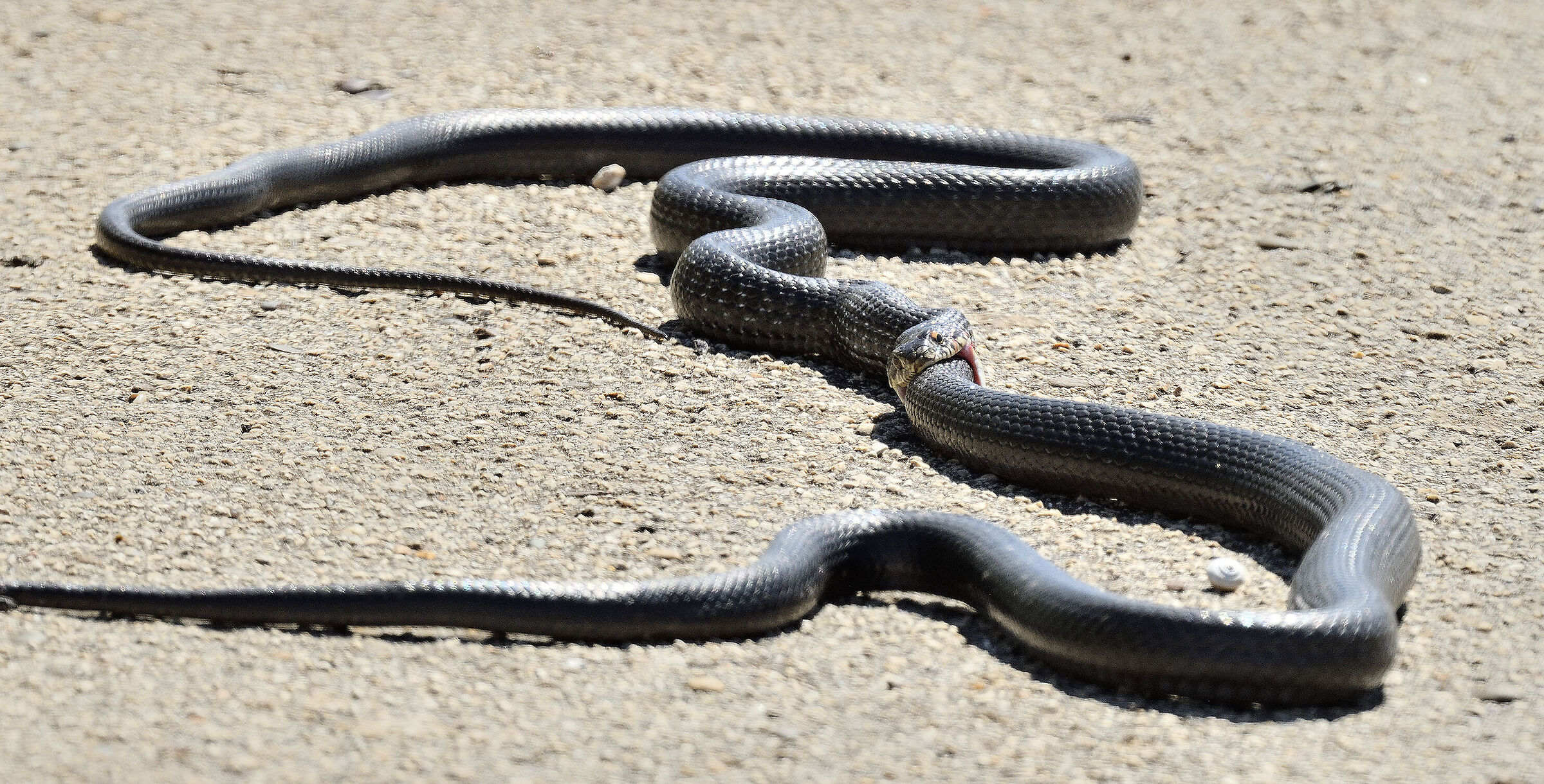 Cannibalism among whip snakes