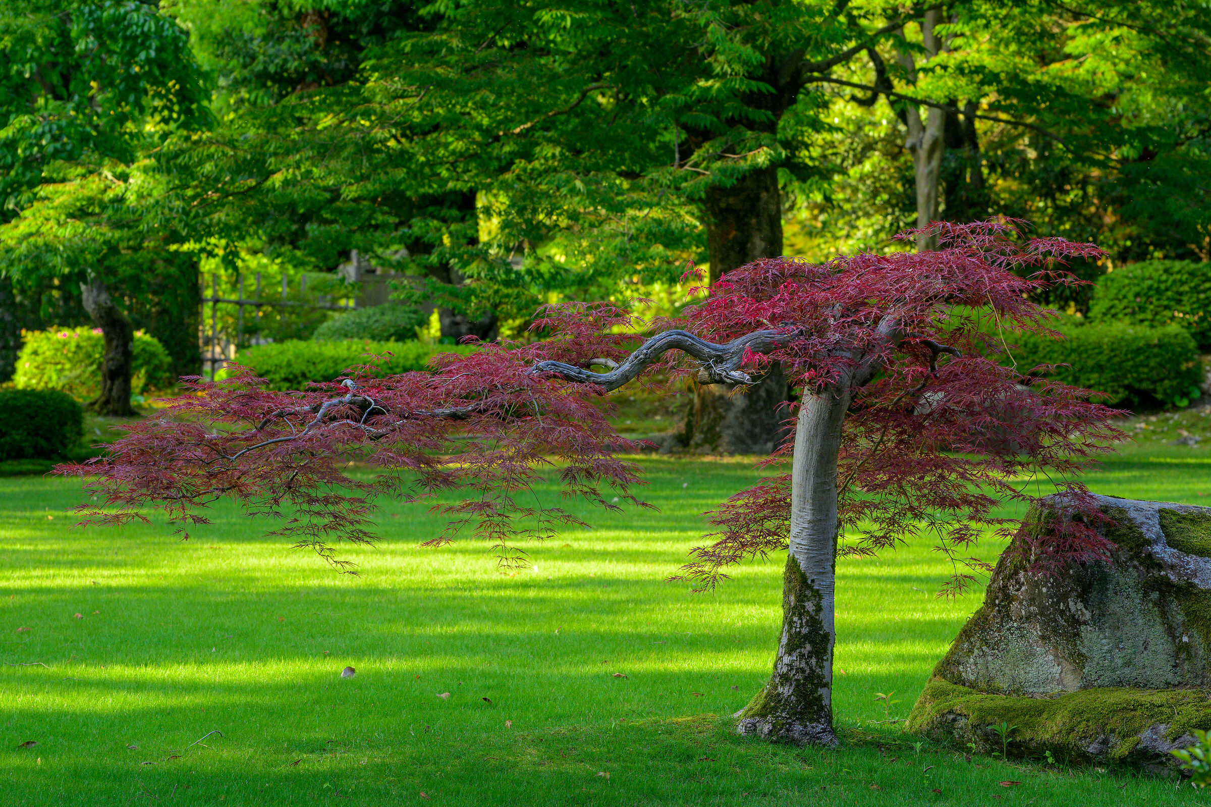 Maple