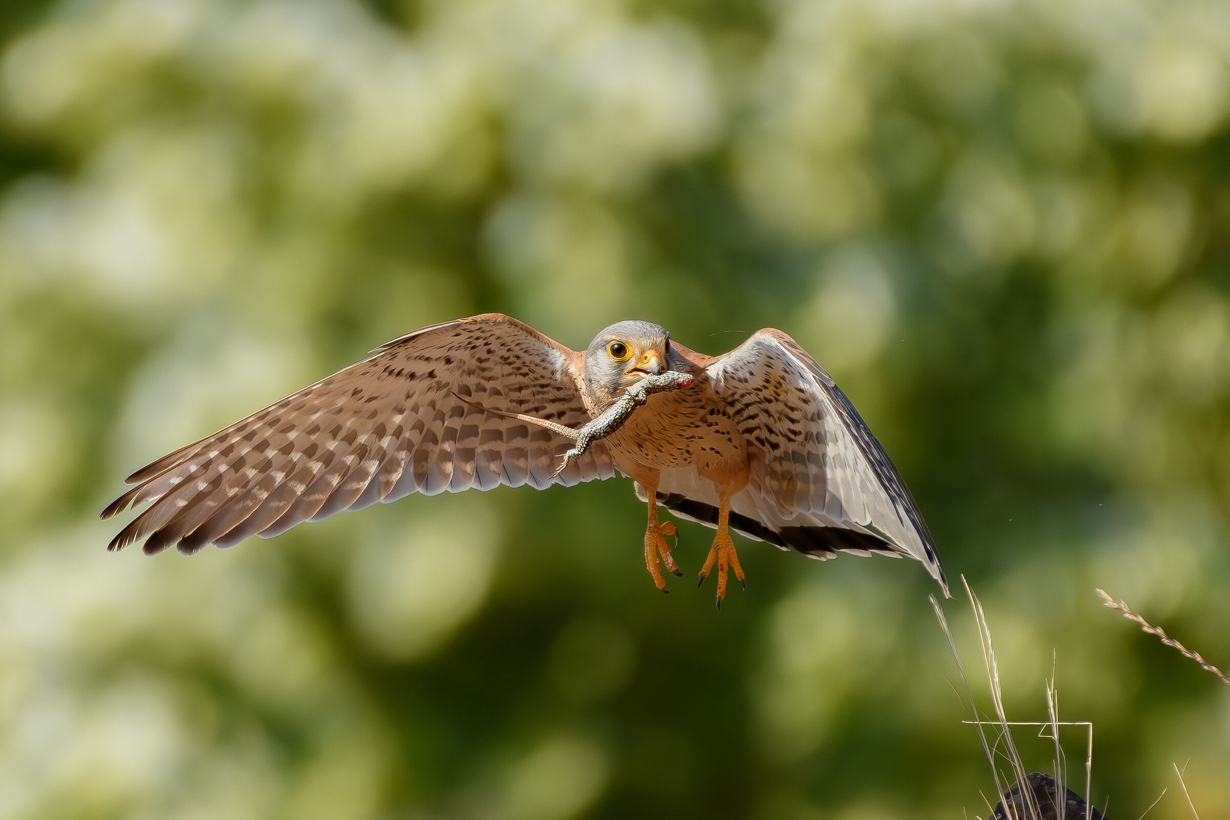 Kestrel with prey