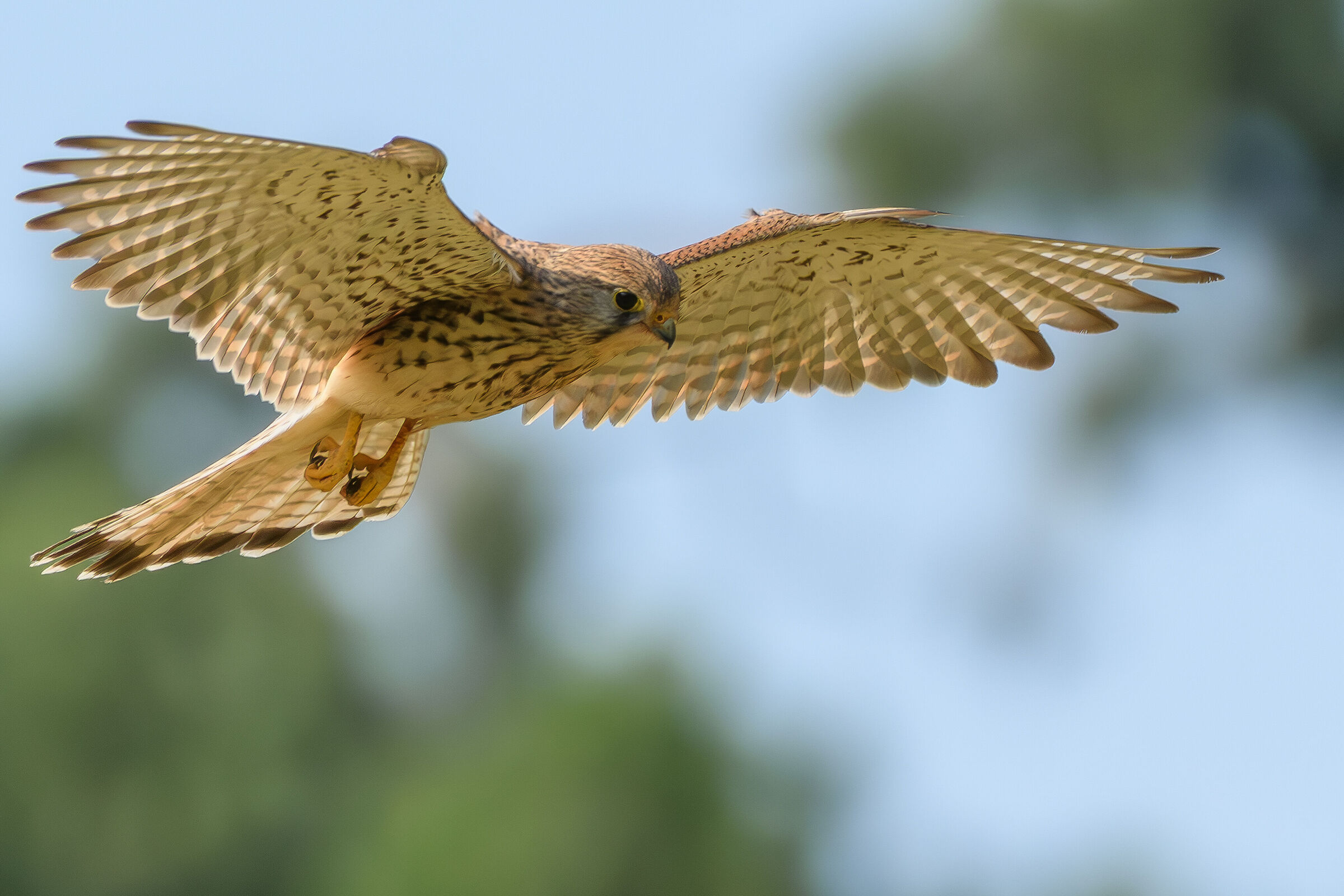 Kestrel