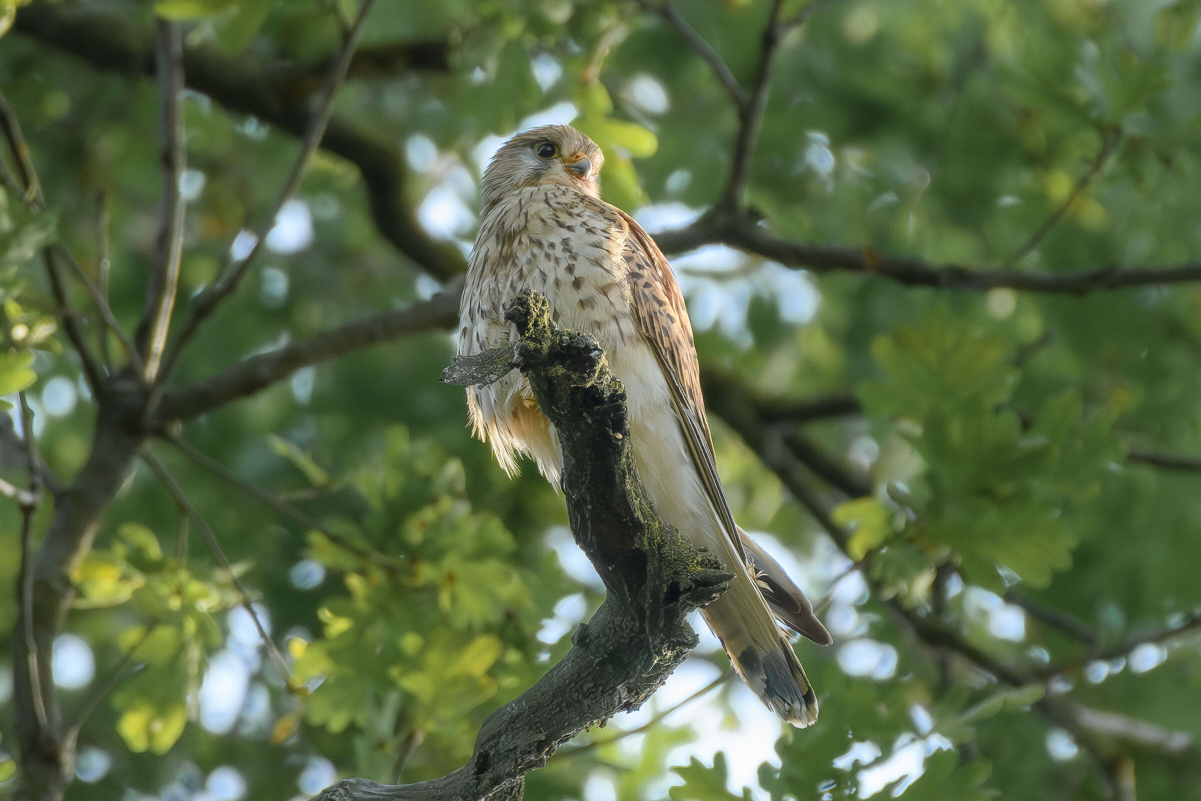 Kestrel in observation