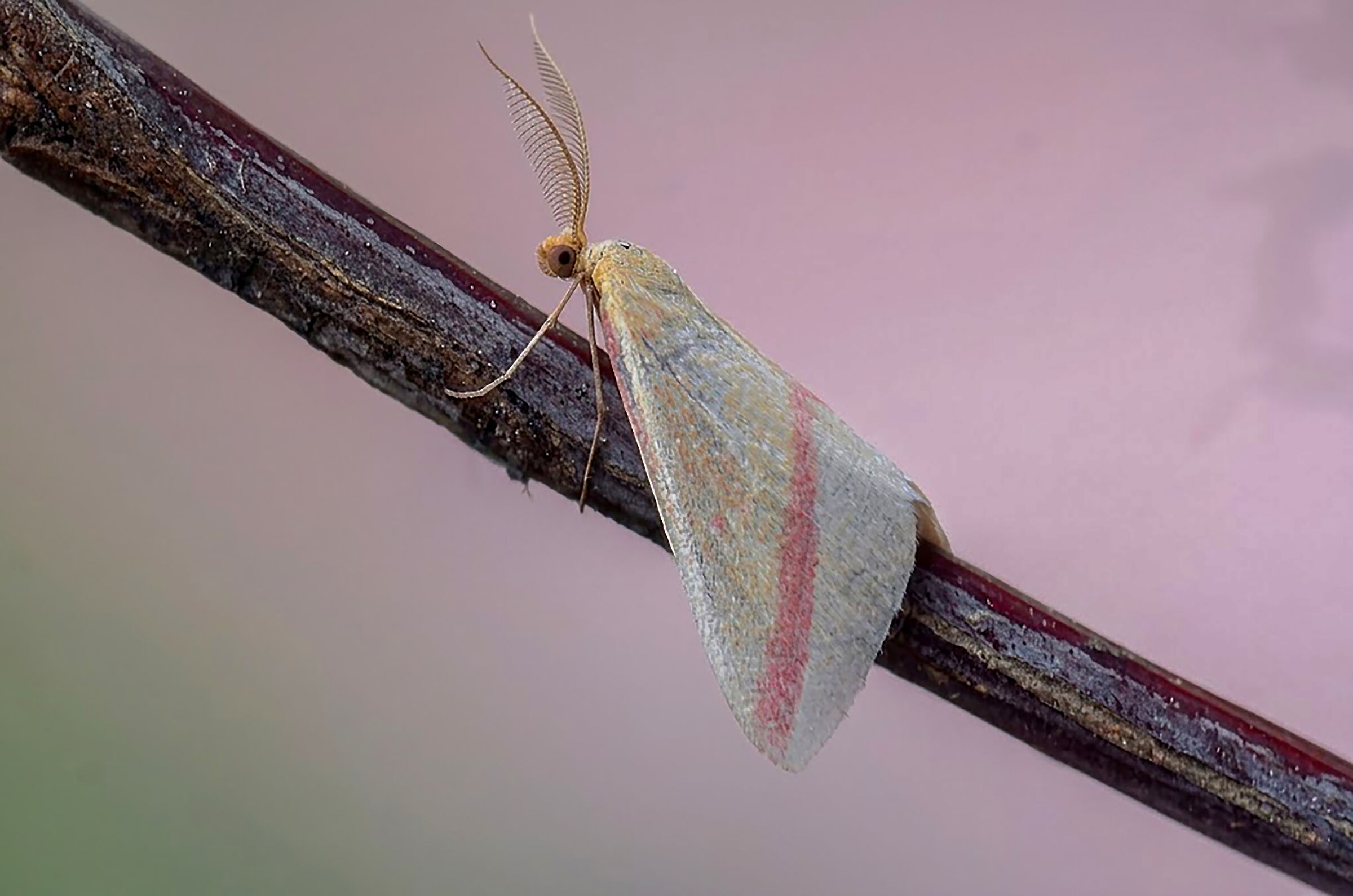 rhodometra sacraria maschio