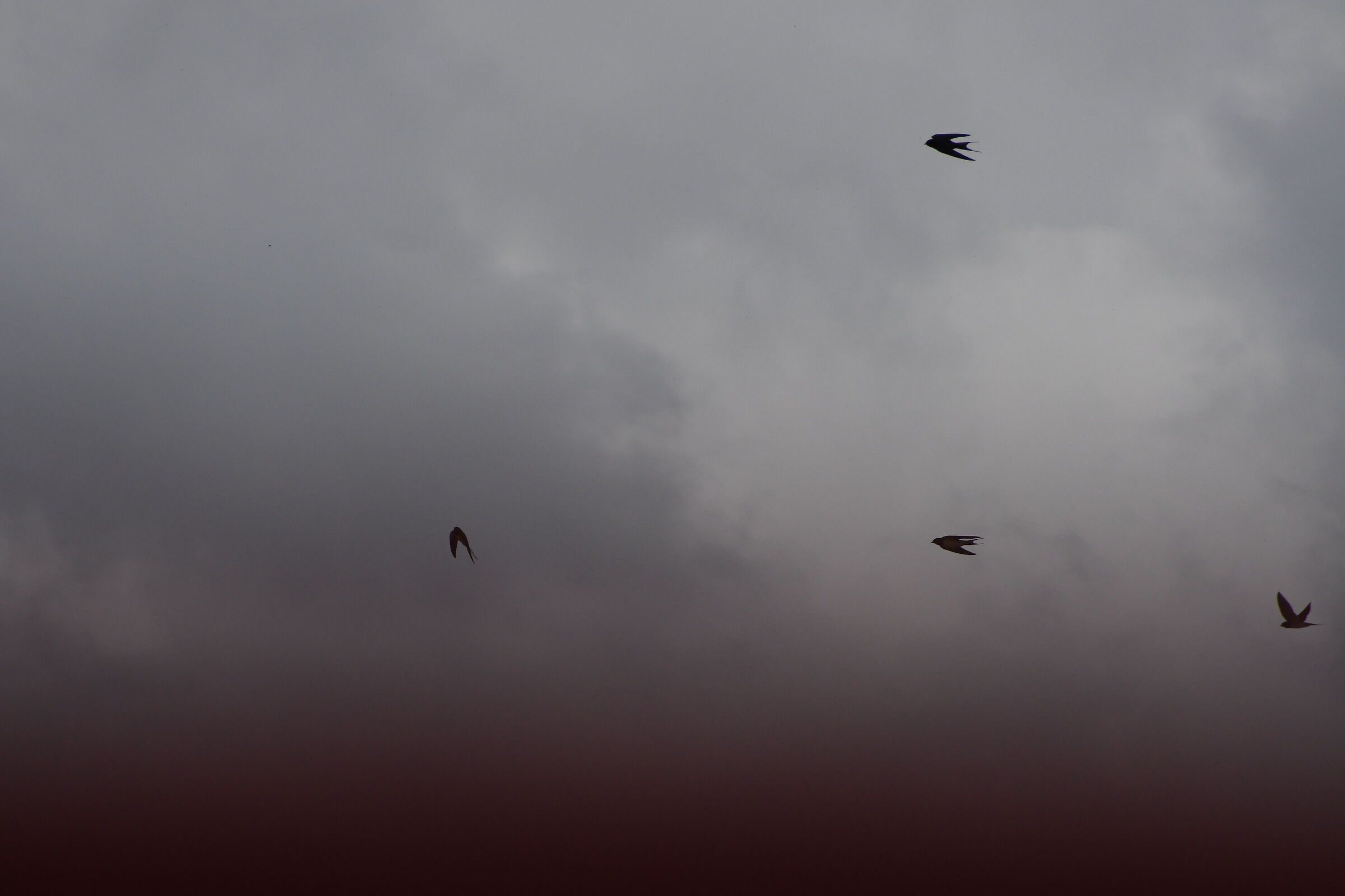 Danza nel cielo