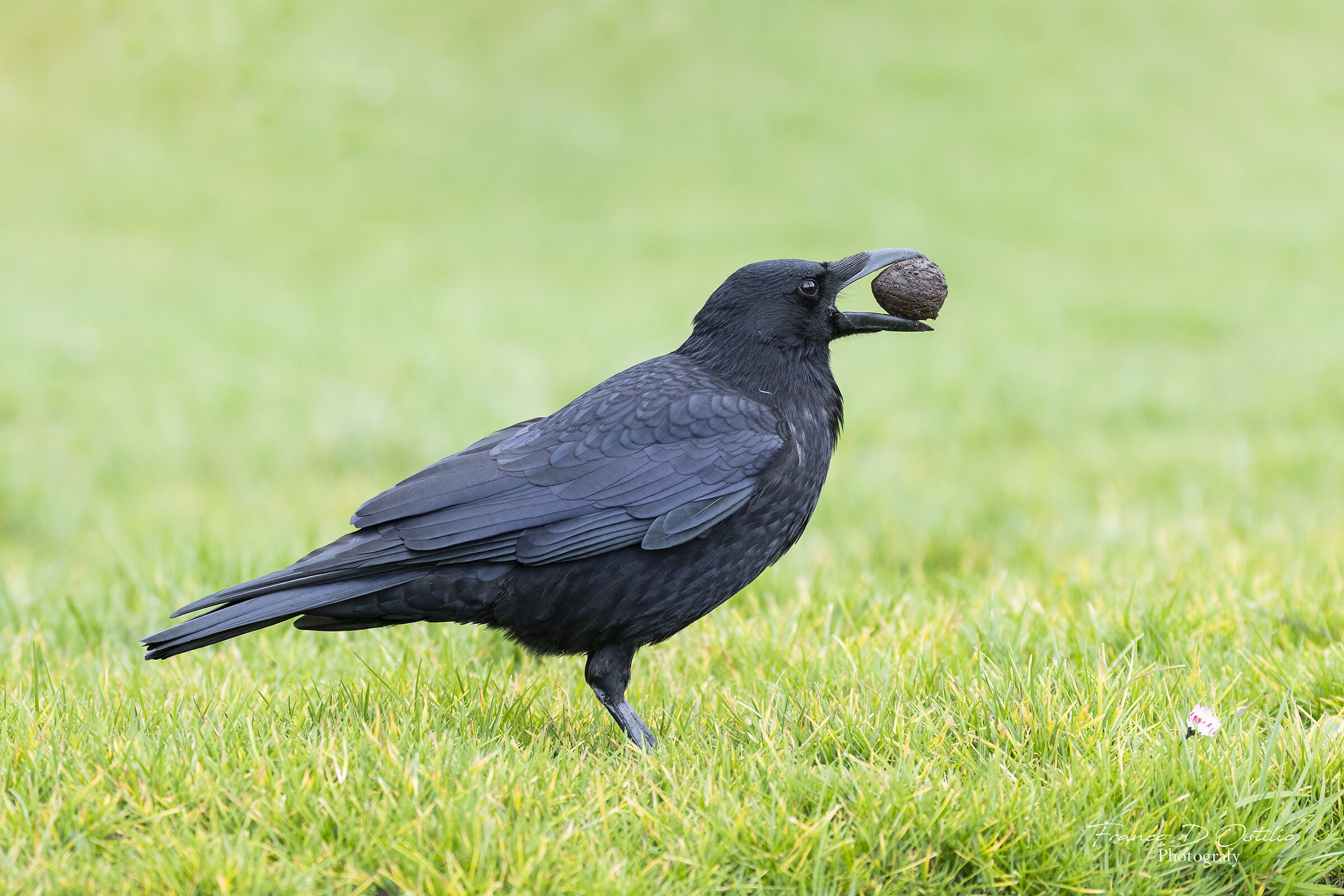Cornacchia nera