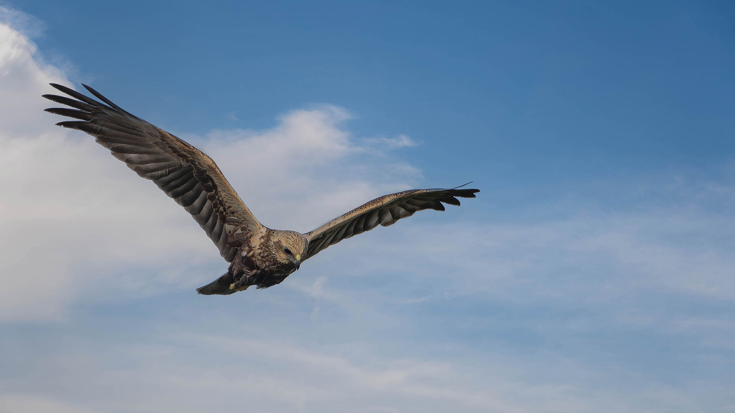 Marsh Harrier