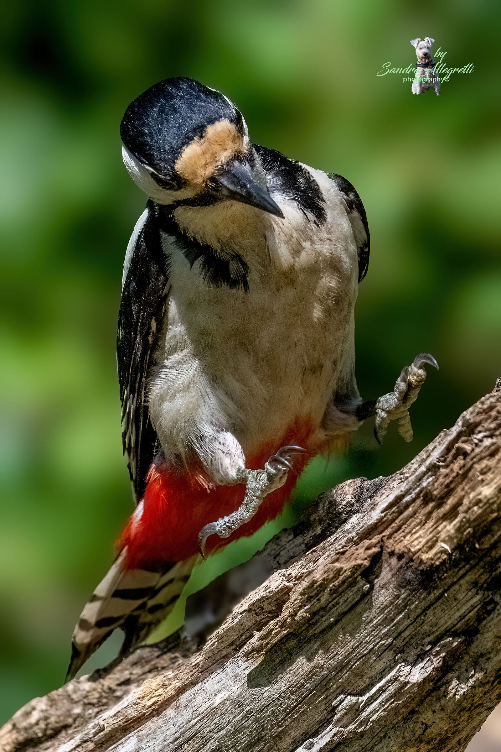 Il picchio rosso maggiore (Dendrocopos major)