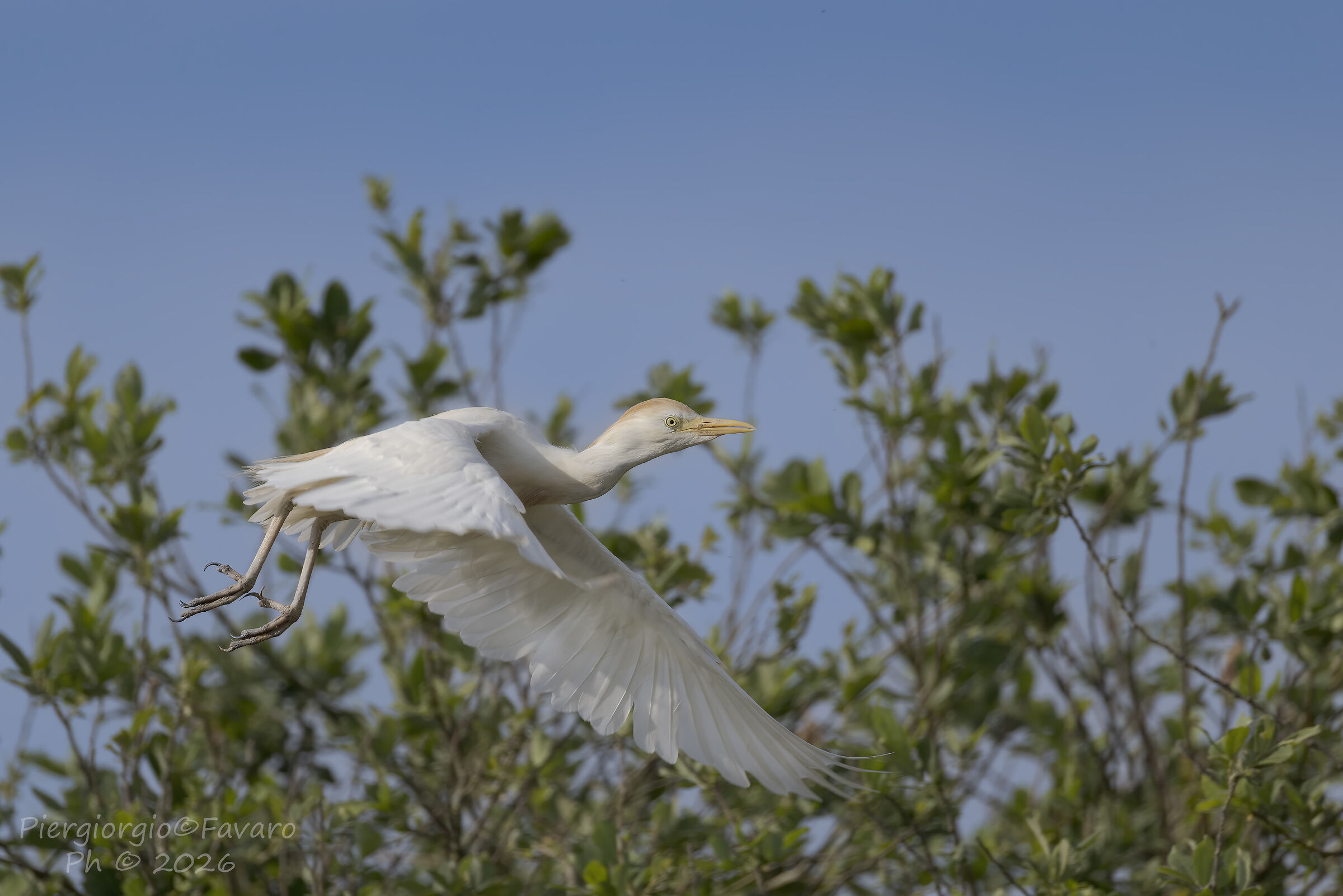 Cattle Egrets.
