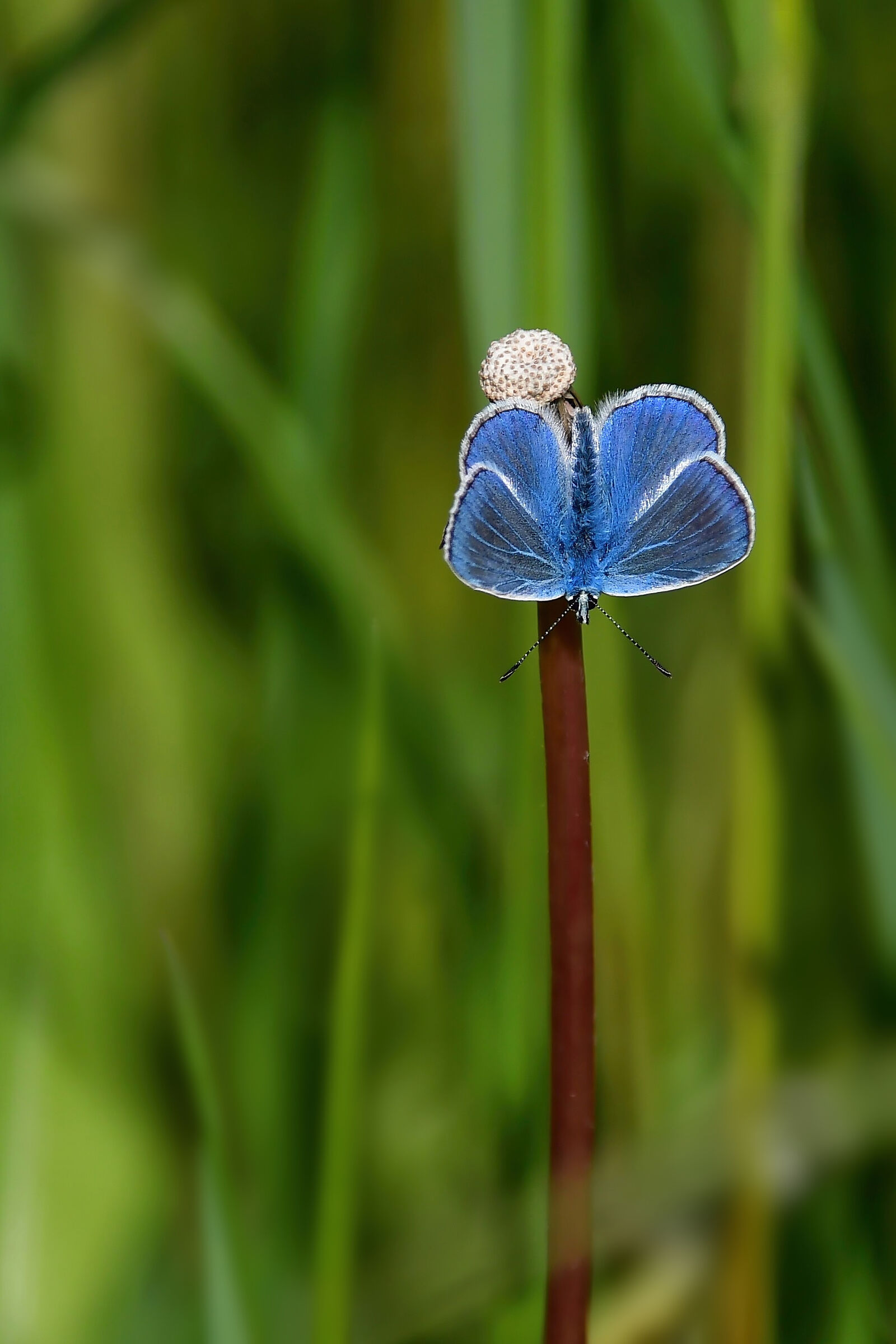 Polyommatus Icarus