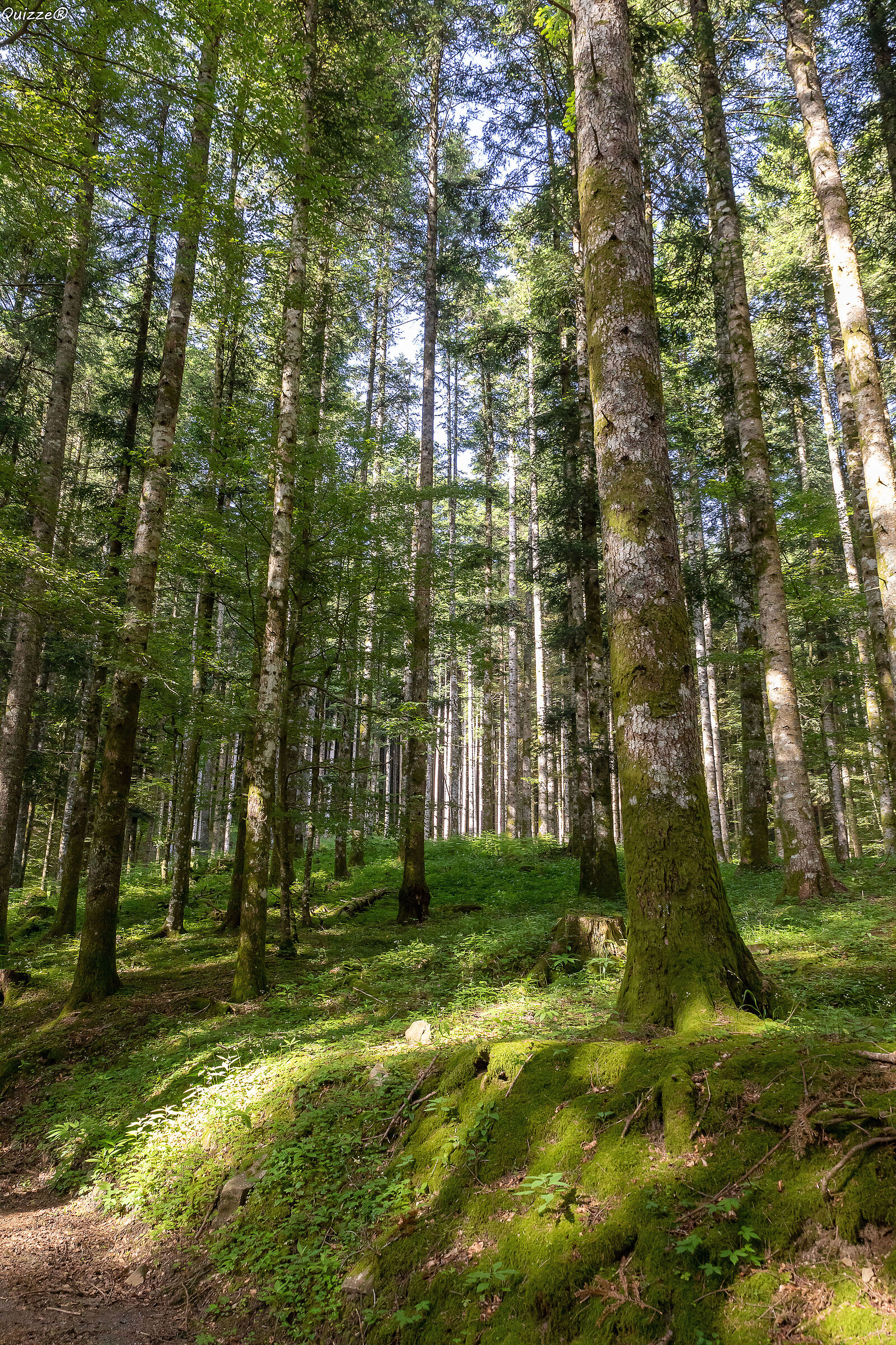"Camaldoli - Sacred Forest"