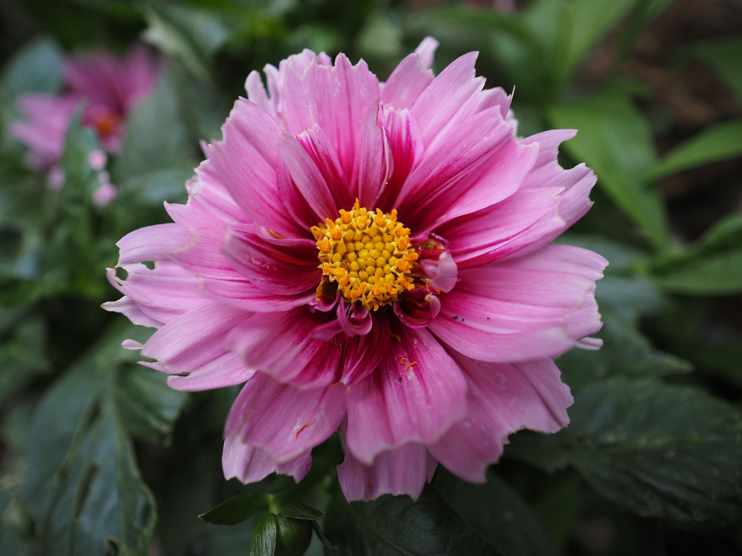 Dahlia
