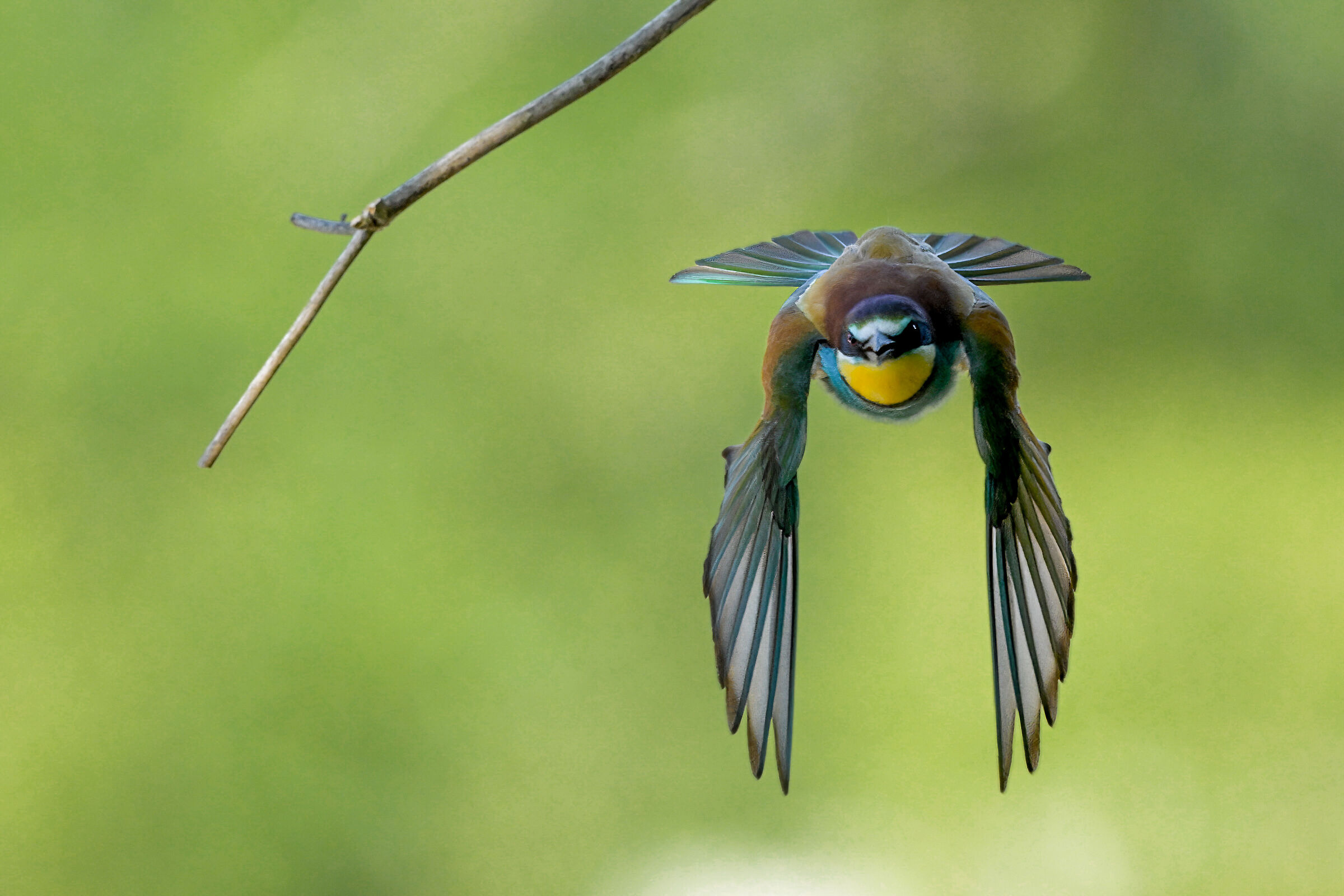Time for bee-eaters