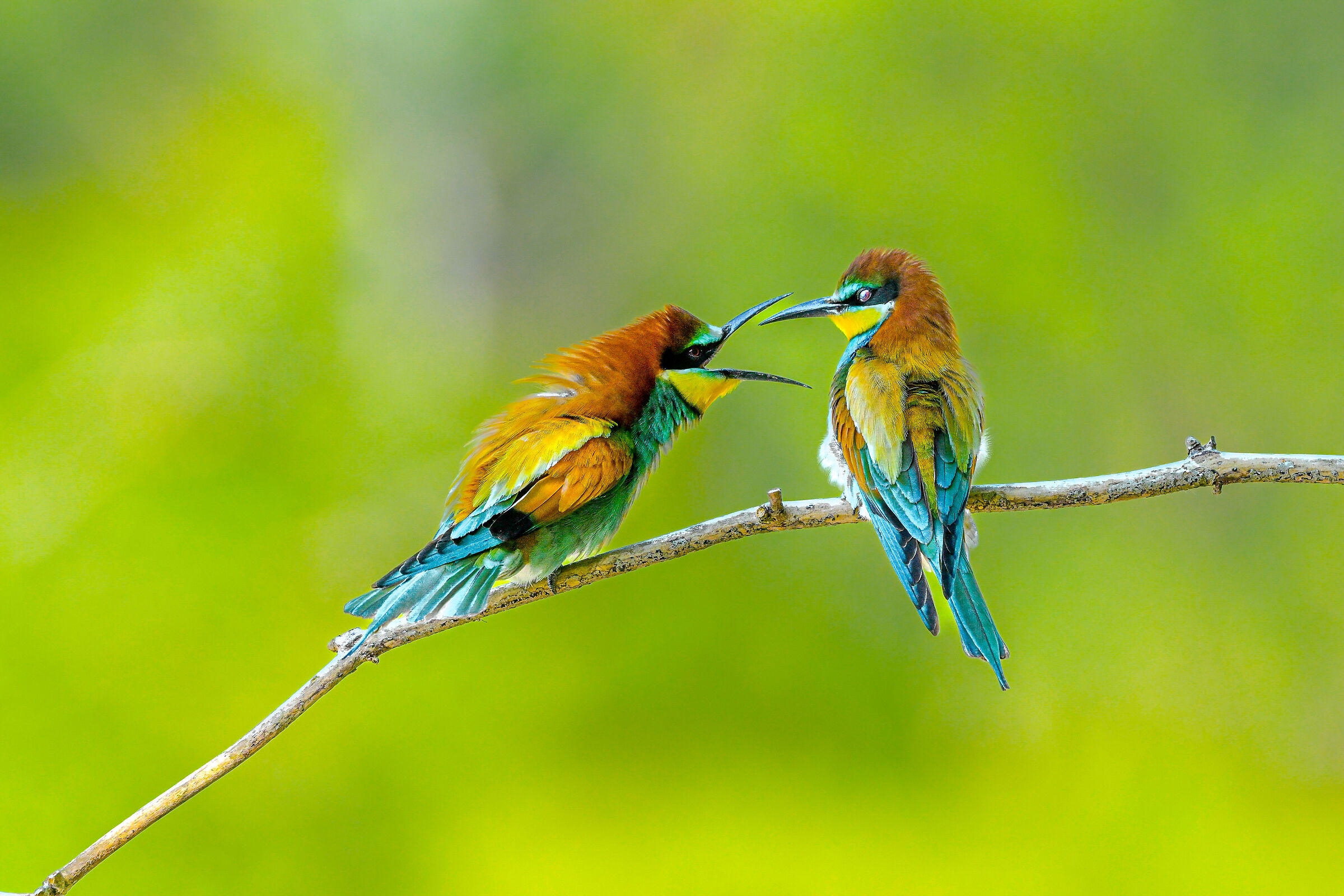 Bickering between bee-eaters