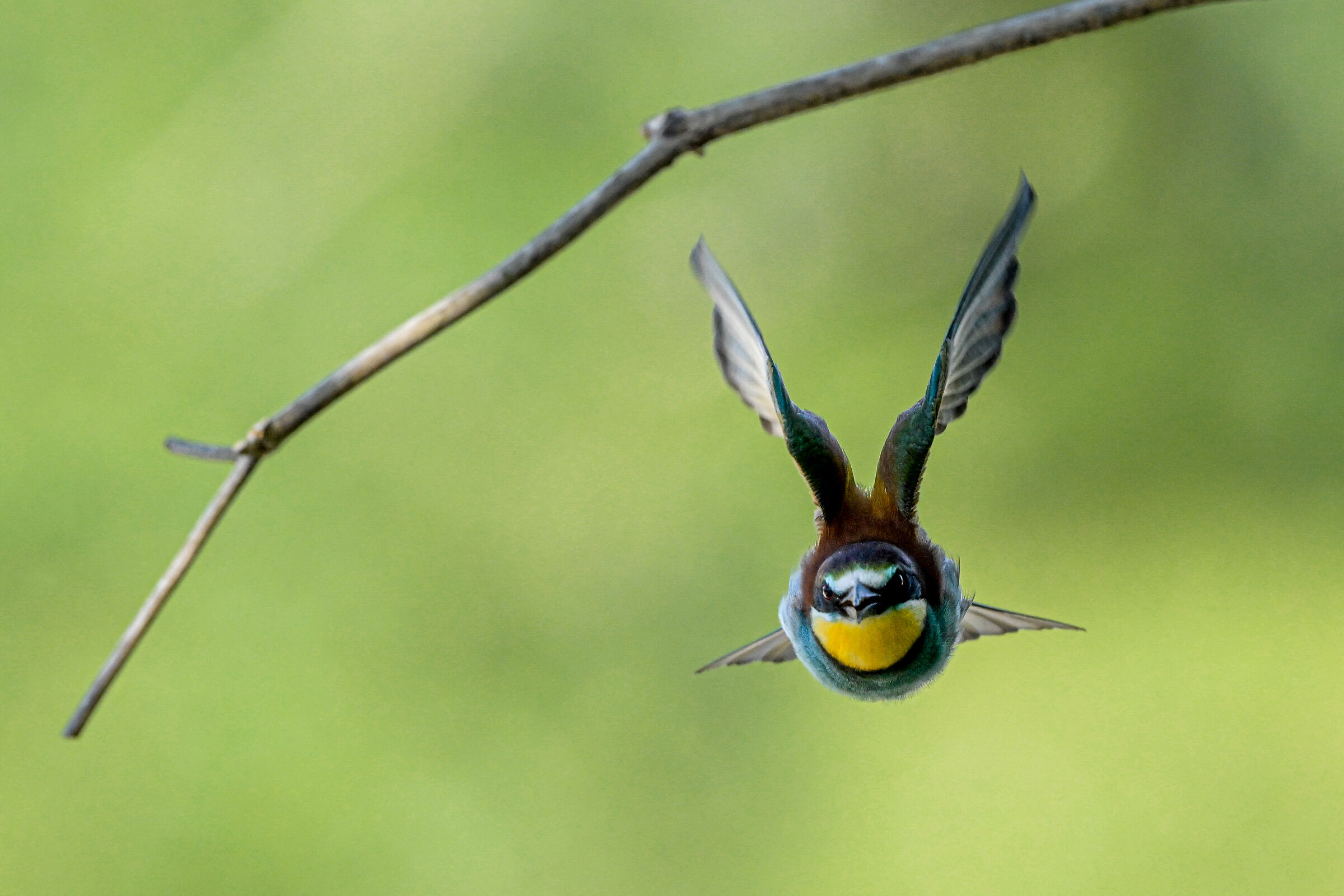 Time for bee-eaters 2