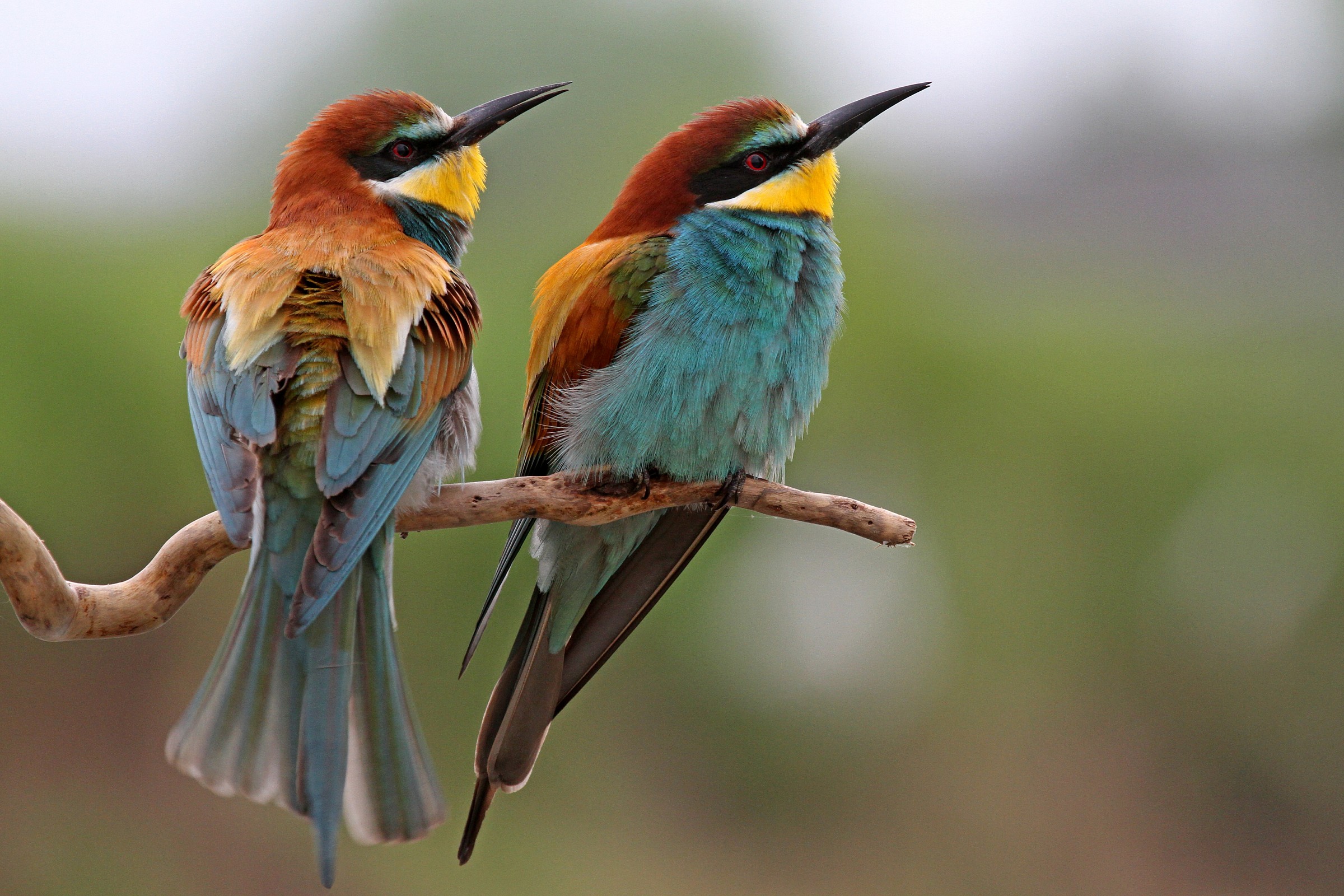 Bee-eaters