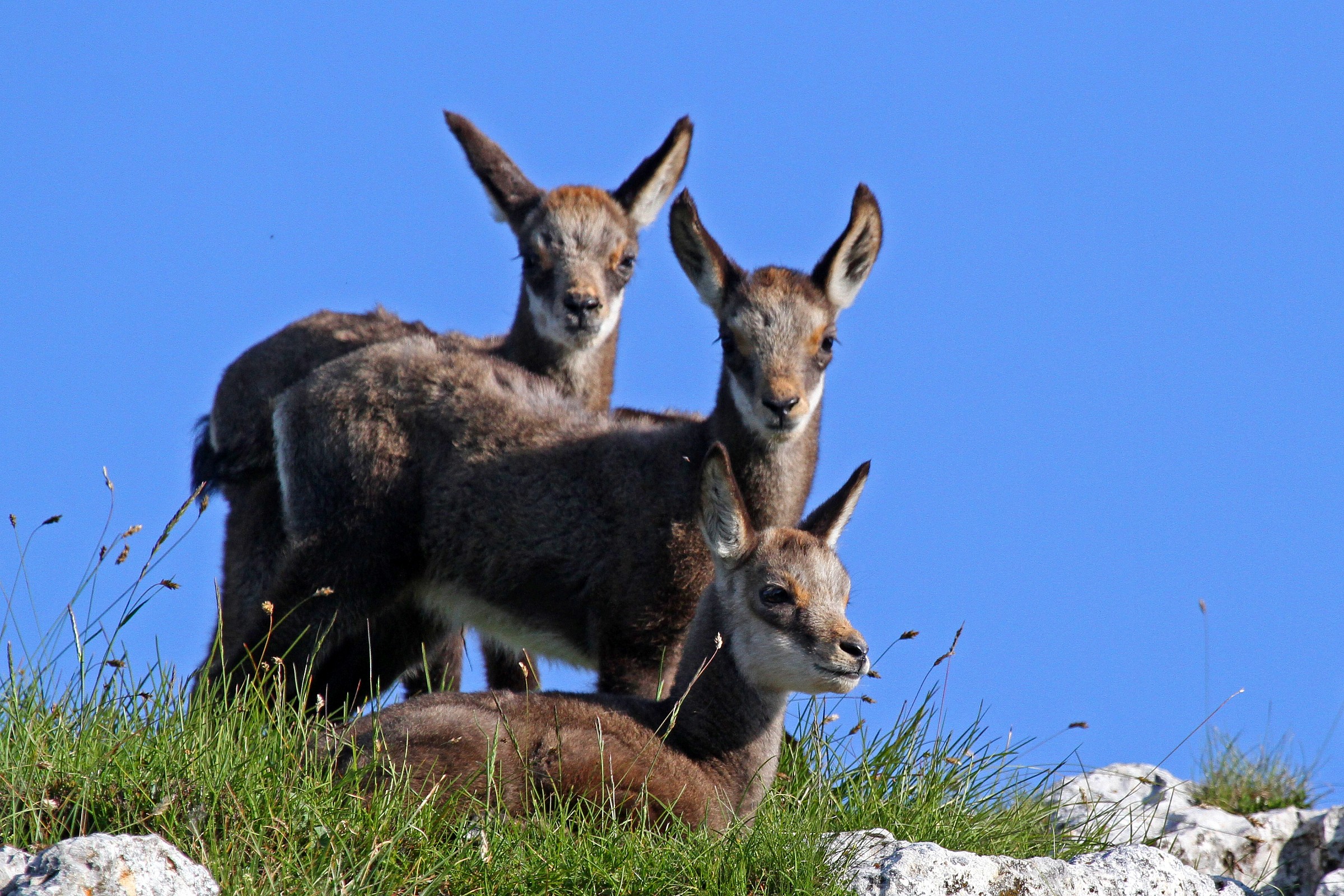 Young chamois