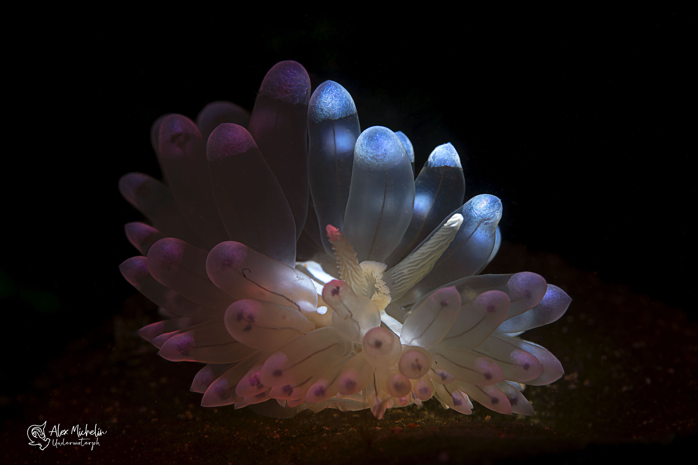 Antiopella Tart ( Janolus Cristallo)
