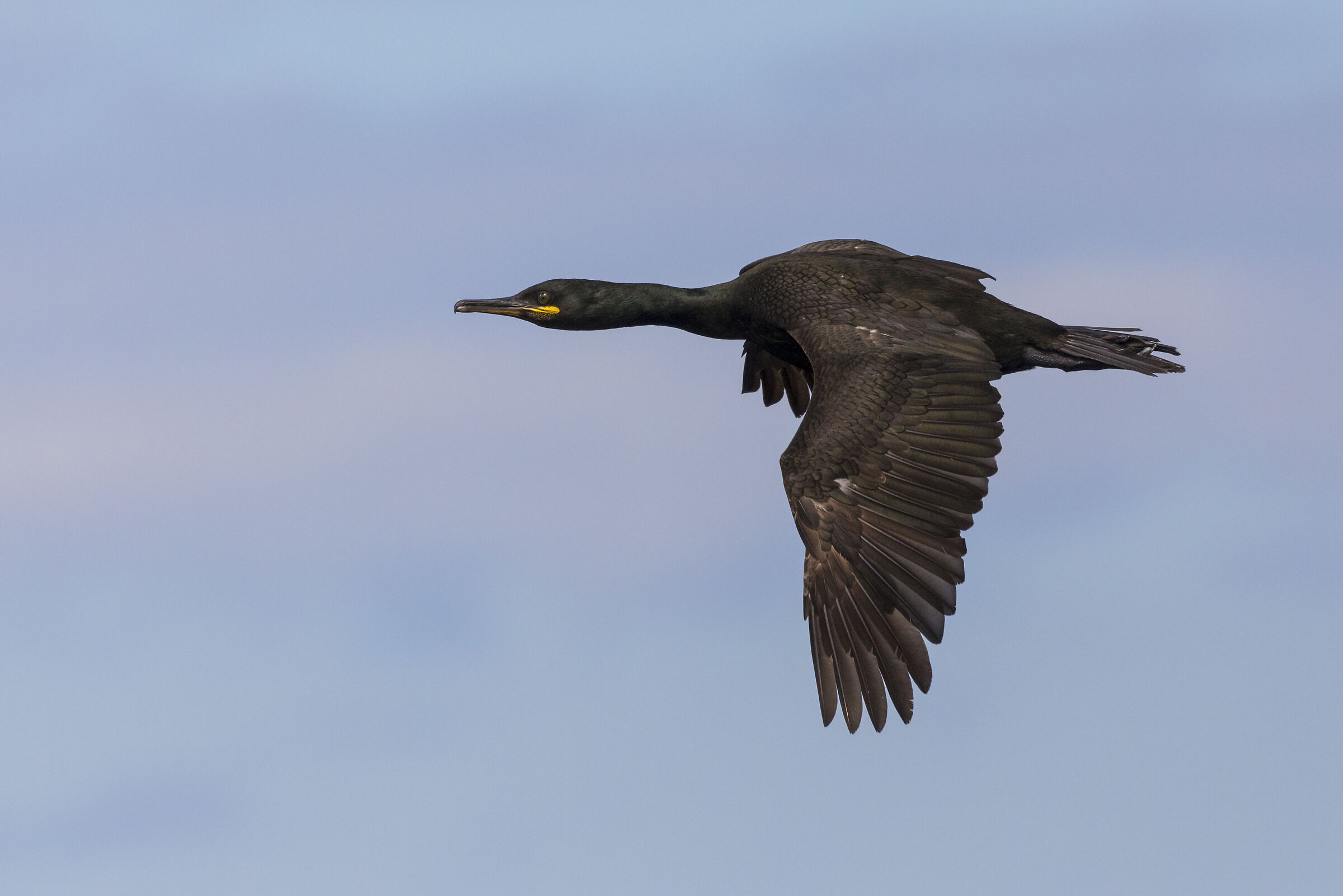 Cormorant