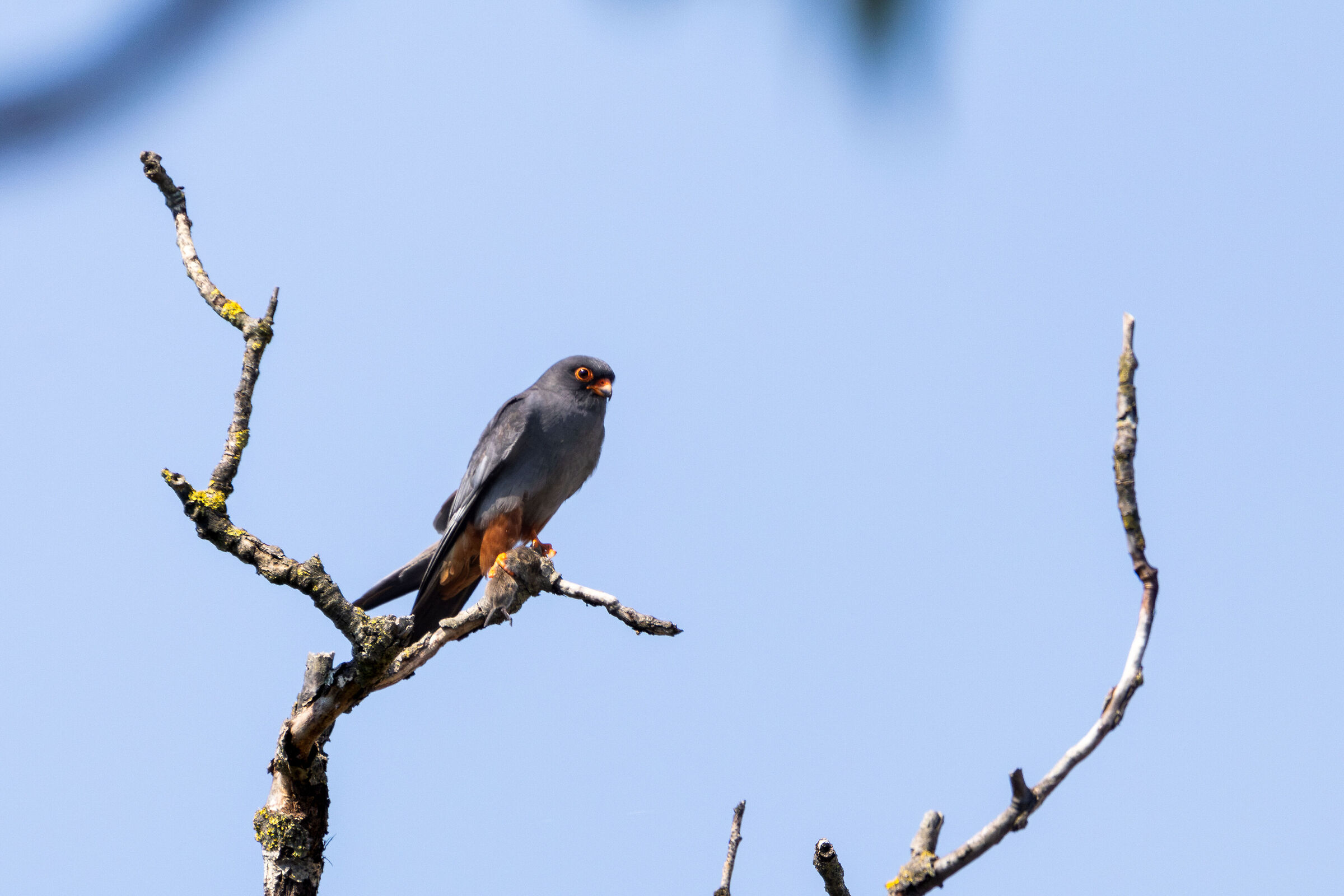 Cuckoo Falcon M with Vole
