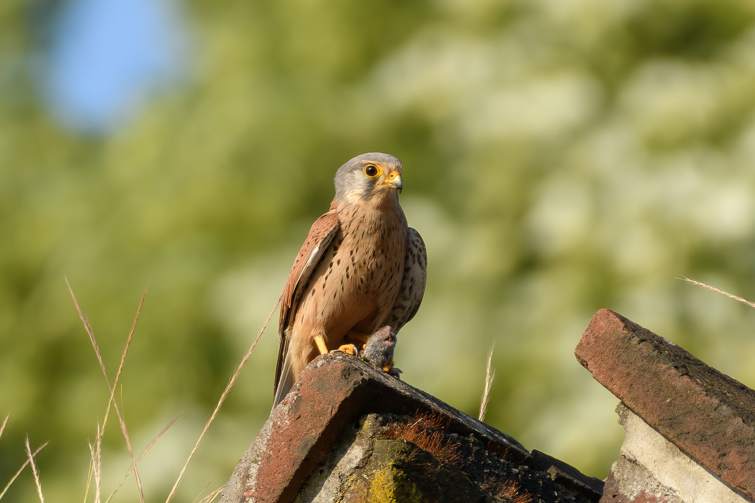 Kestrel with prey