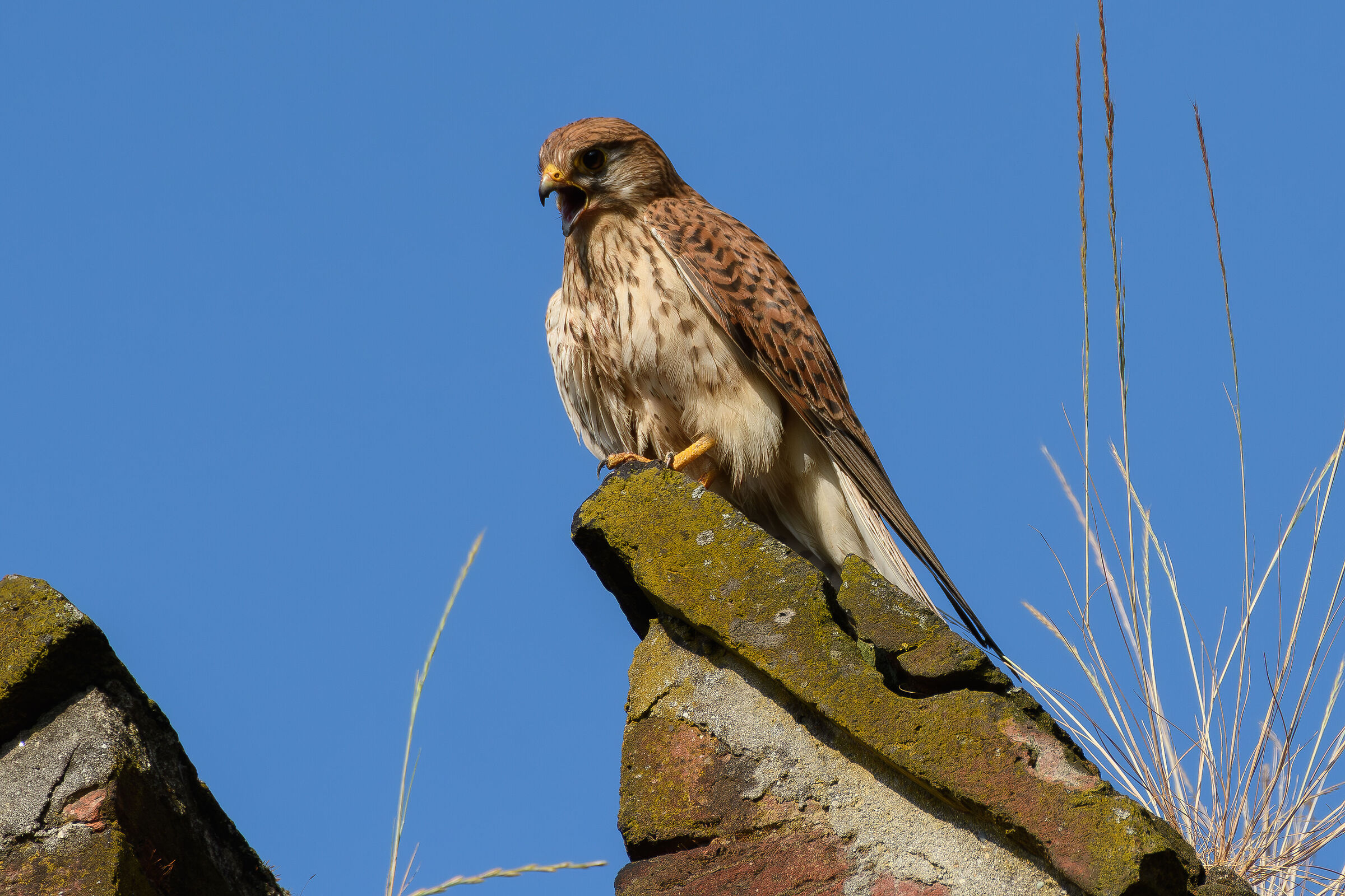 The call of the kestrel