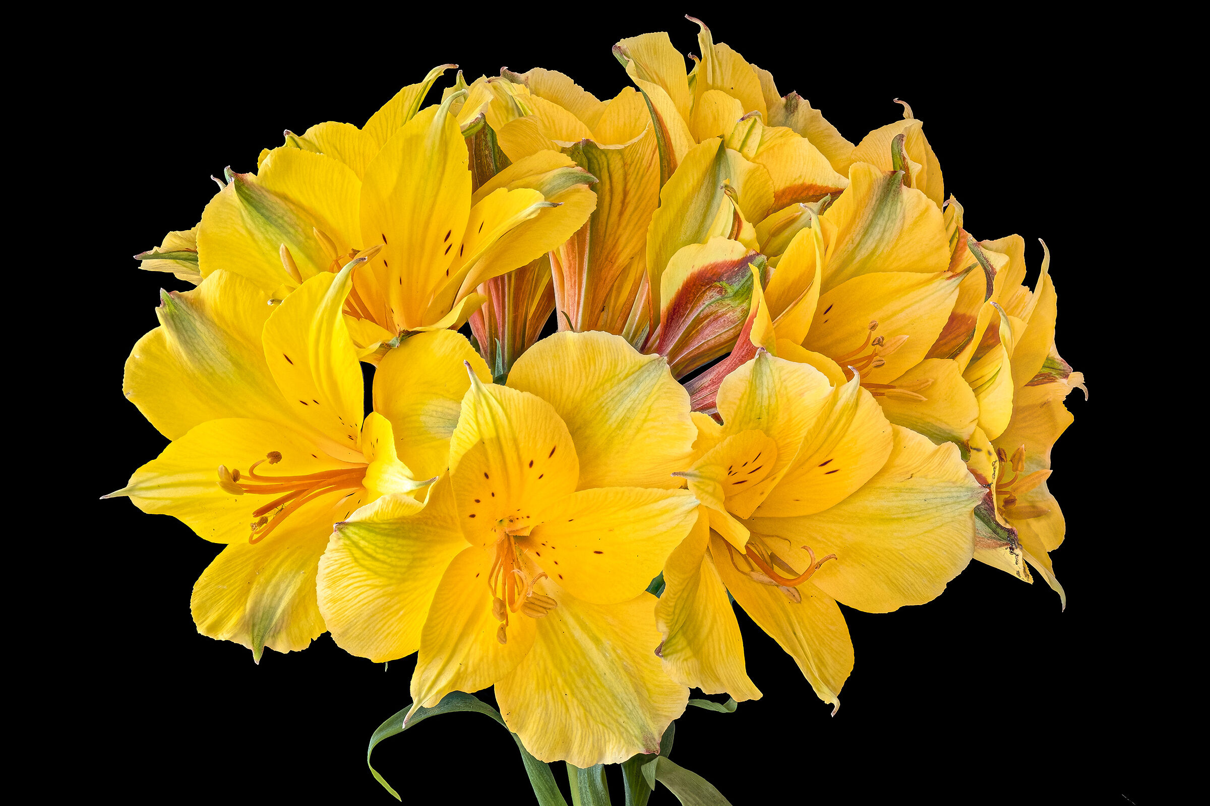 Alstroemeria