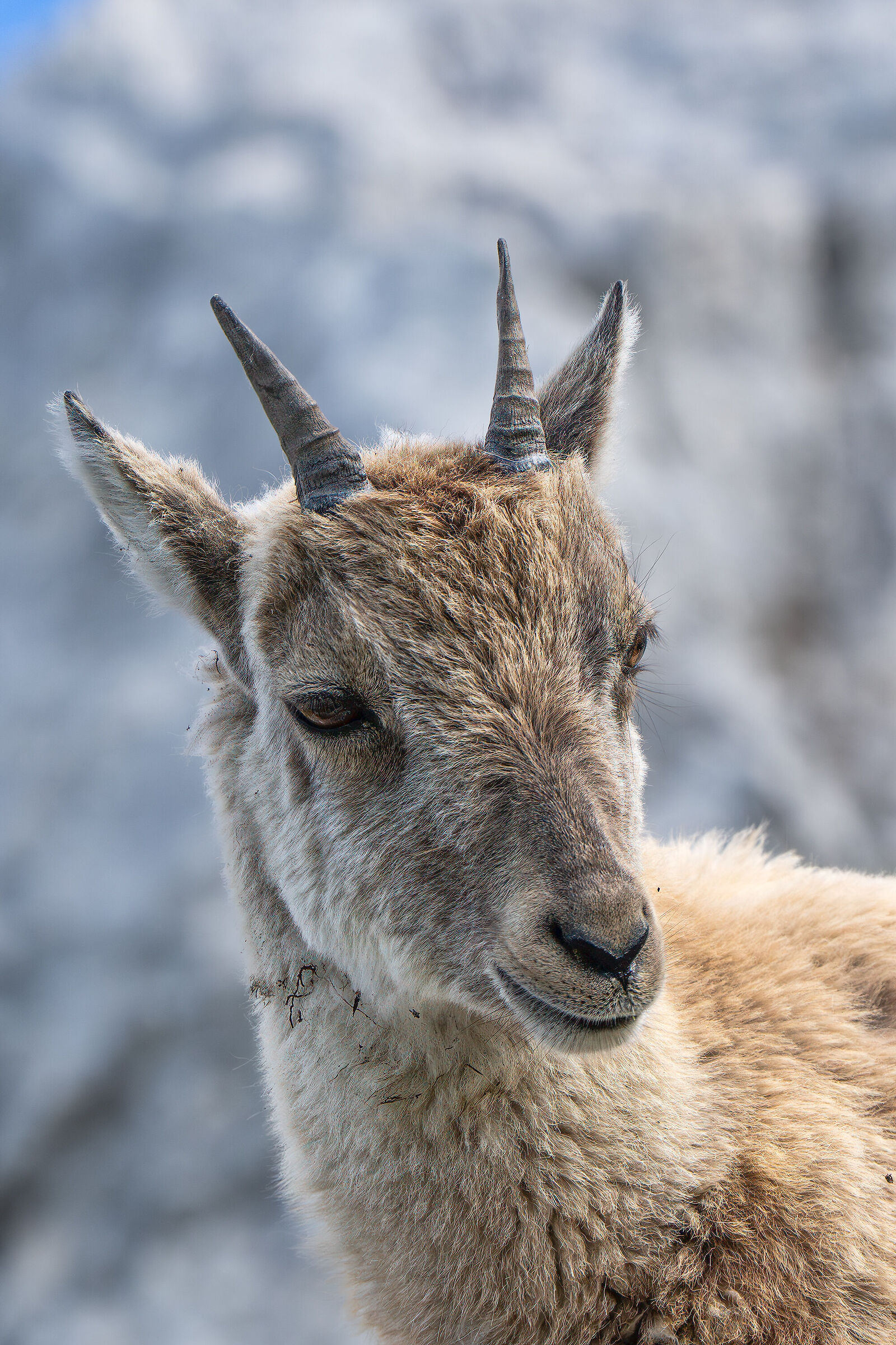 Young ibex above the Montasio plains