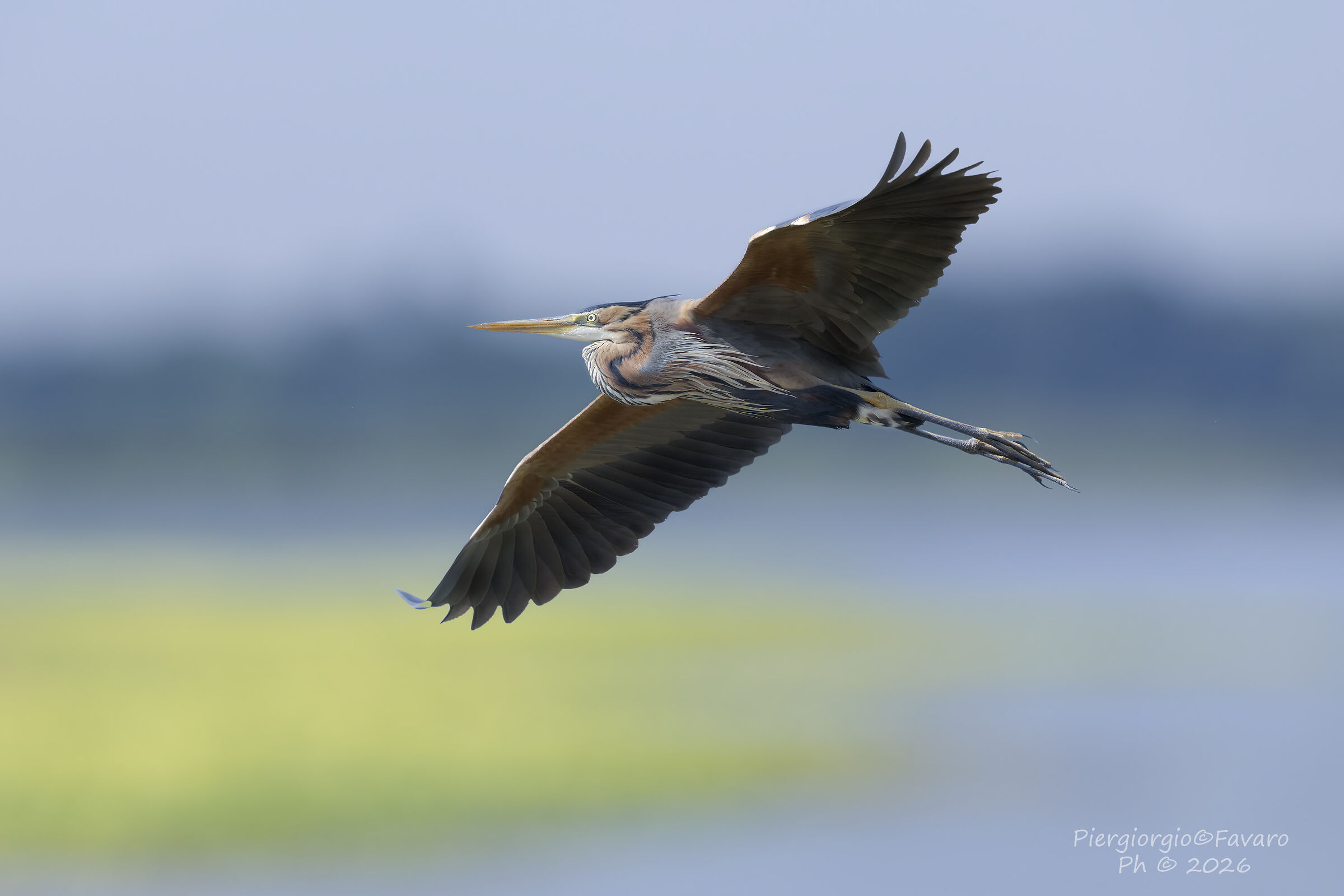 Purple Heron