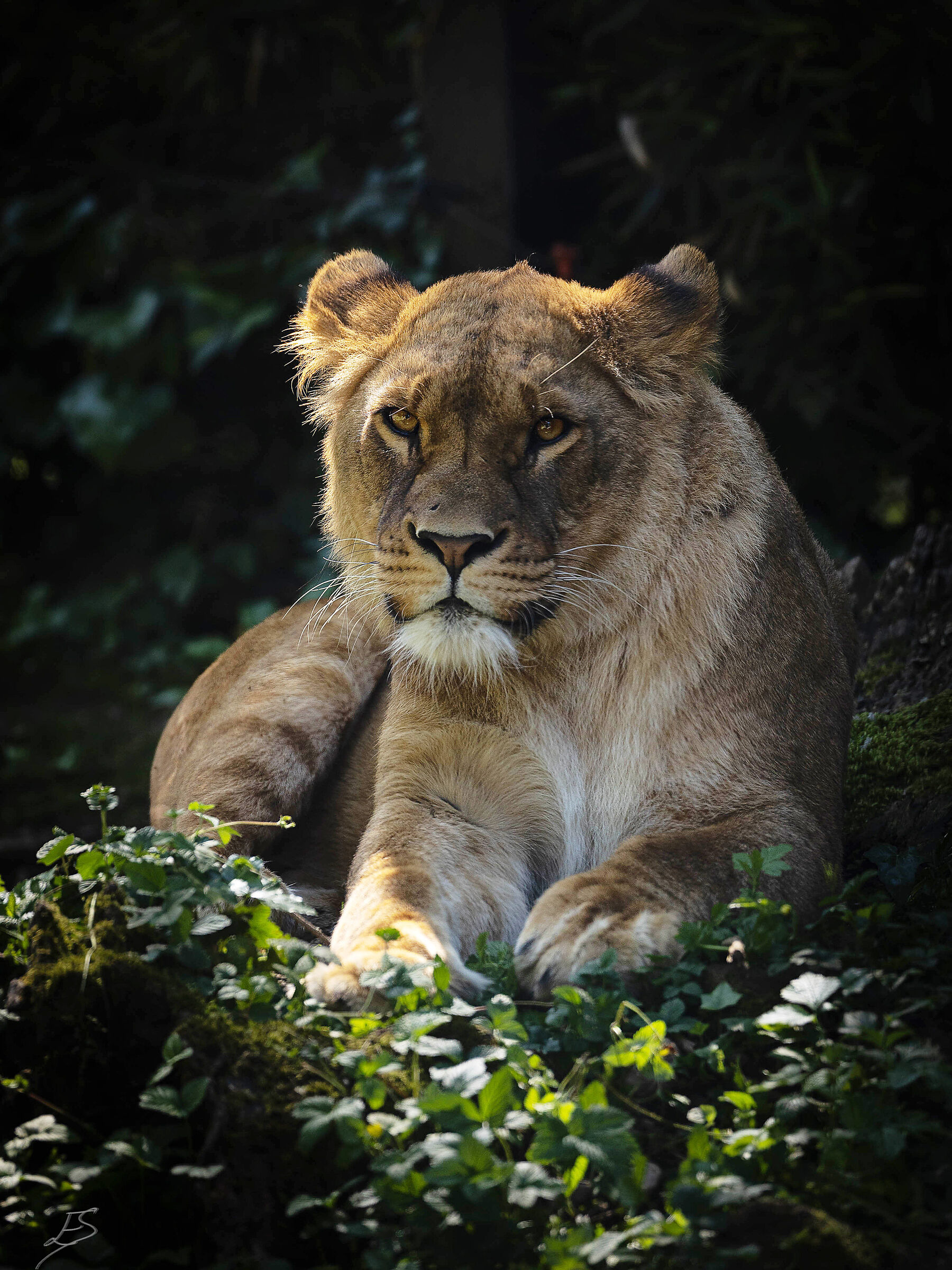 Lion