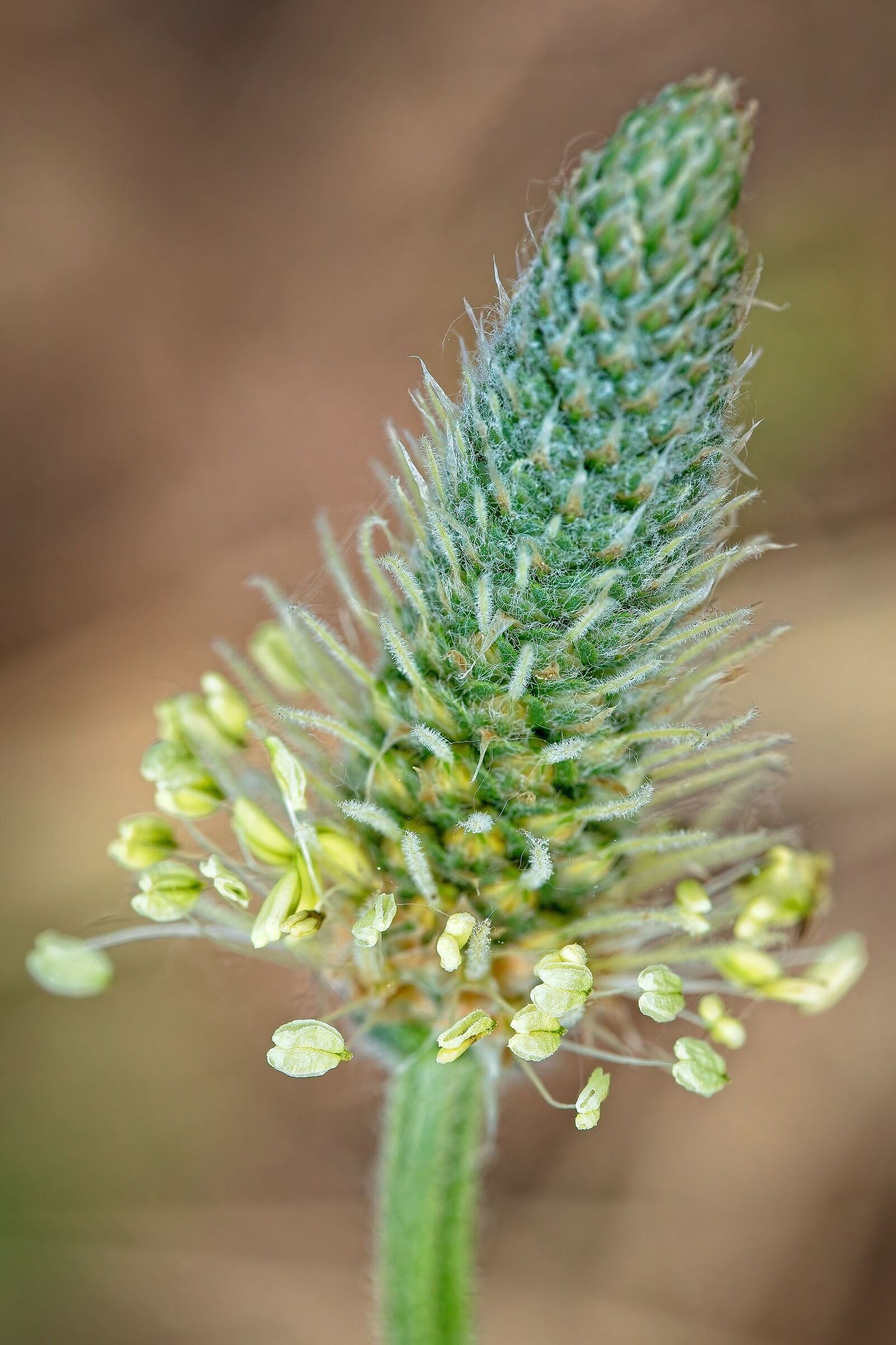 Plantain flowerhead