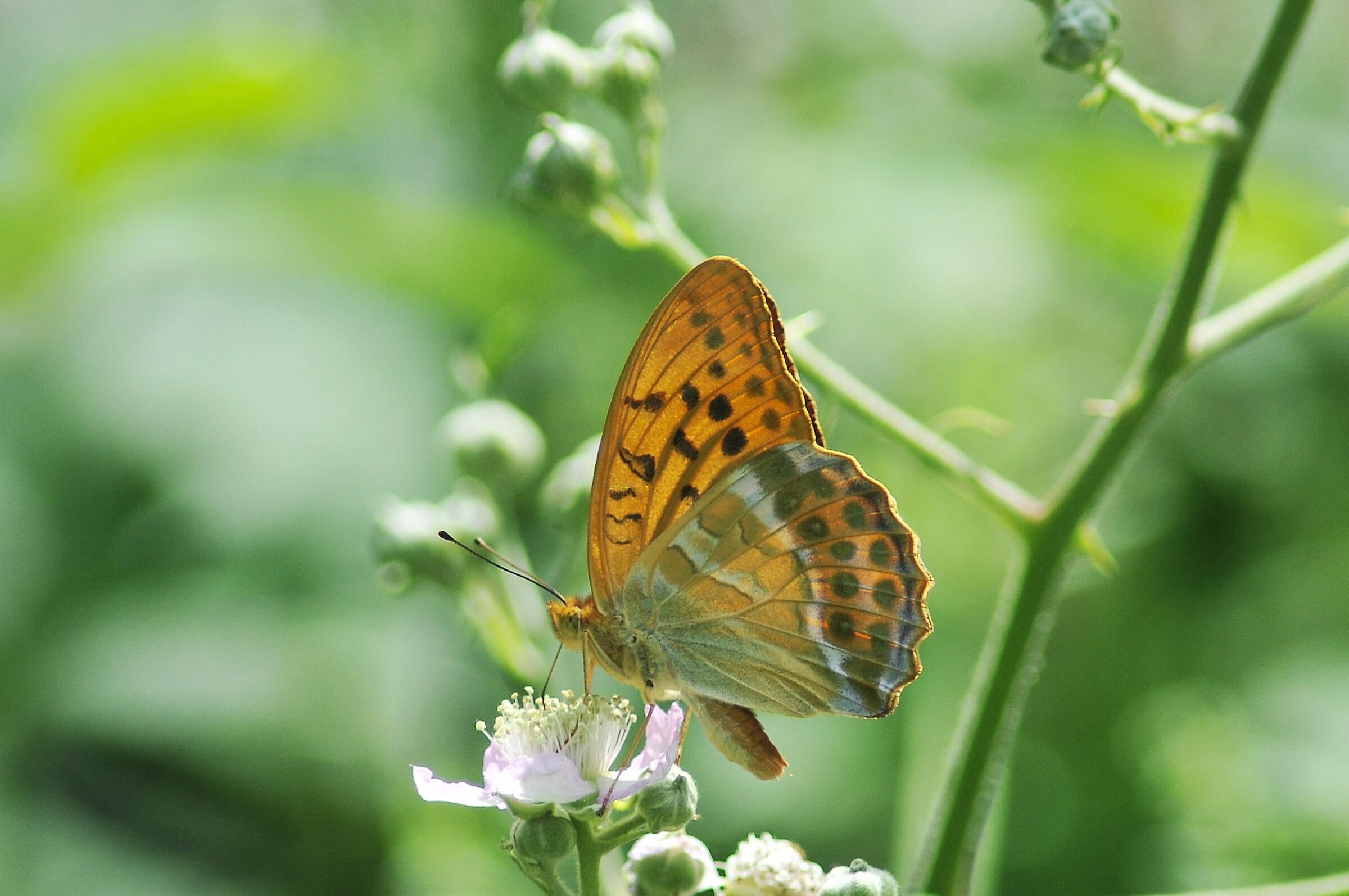 Argynnis paphia