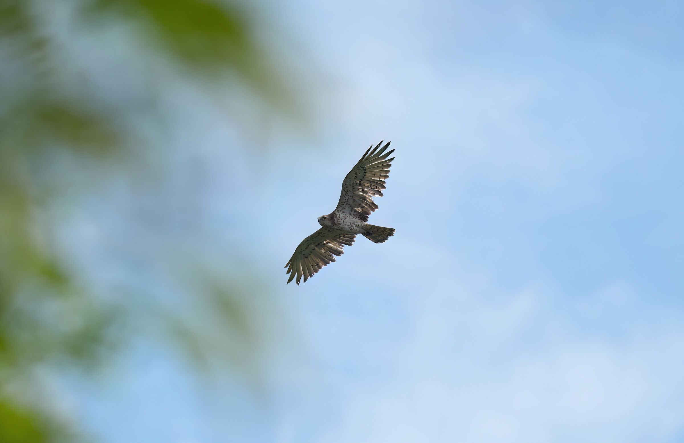Short-toed Eagle or Snake Eagle
