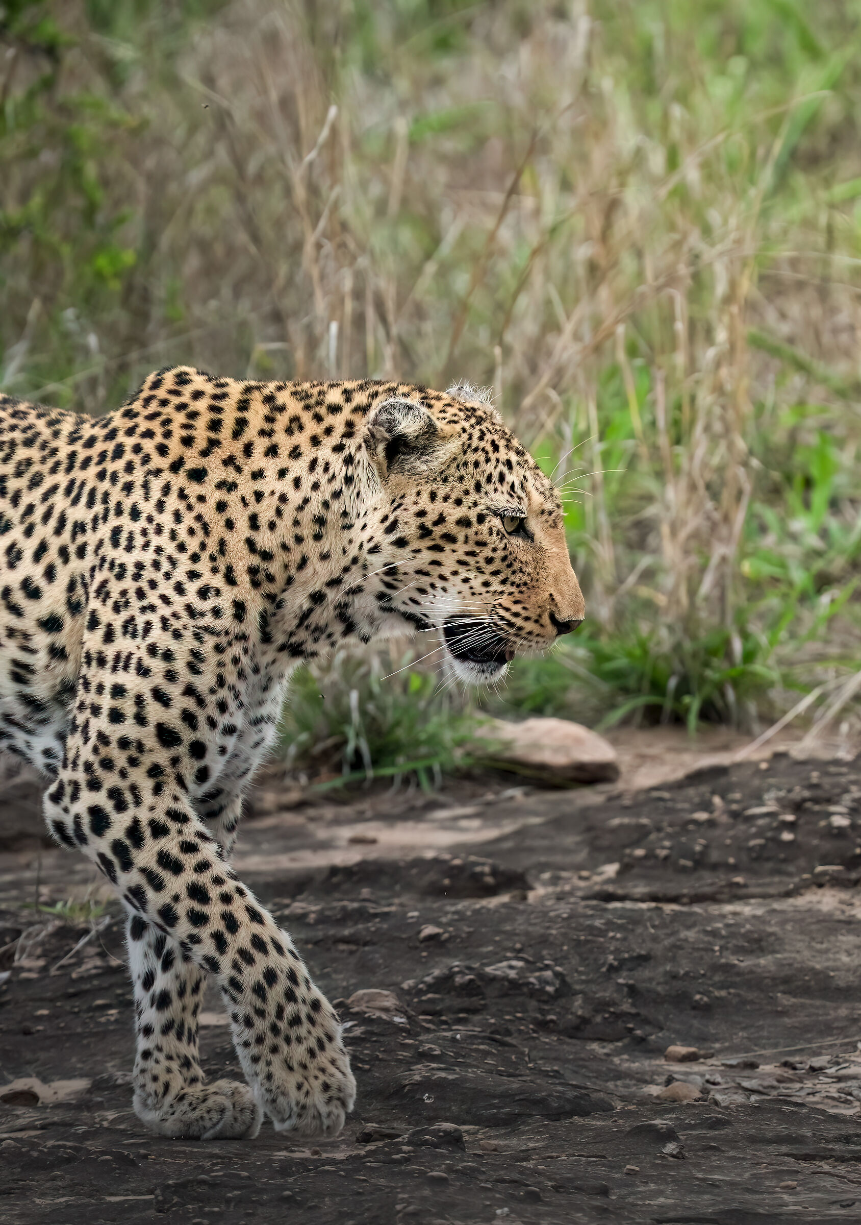 Leopard