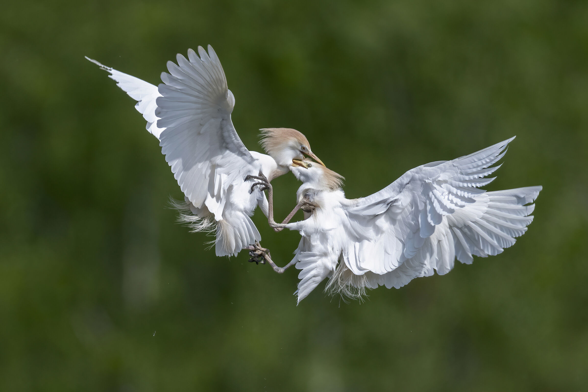 let's talk about it calmly, Cattle Egret