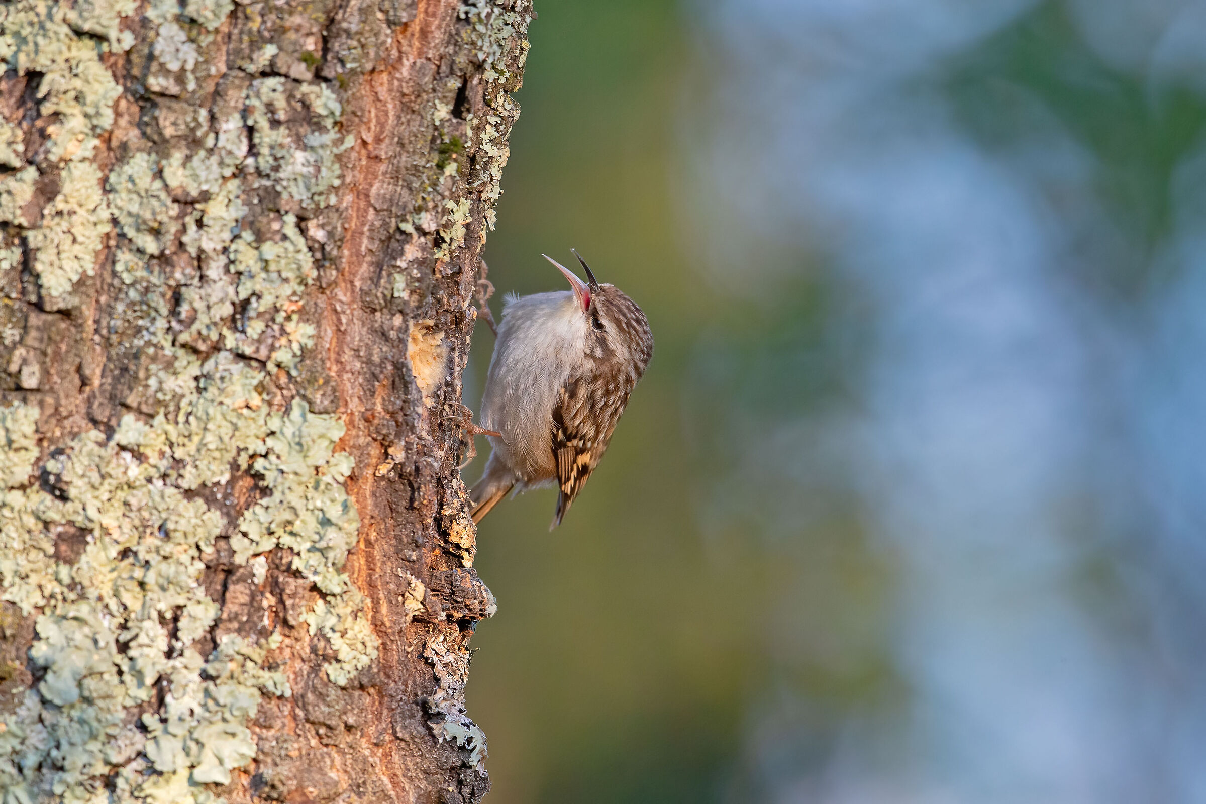 Arrampichino