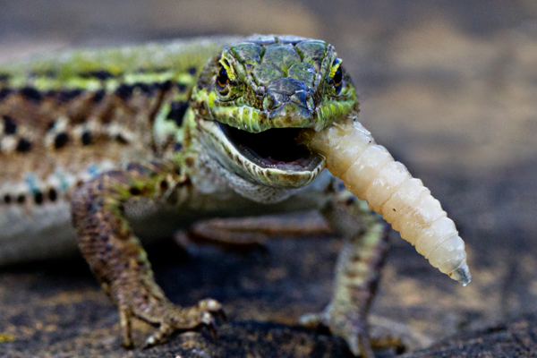 the lizard with a cigar ..