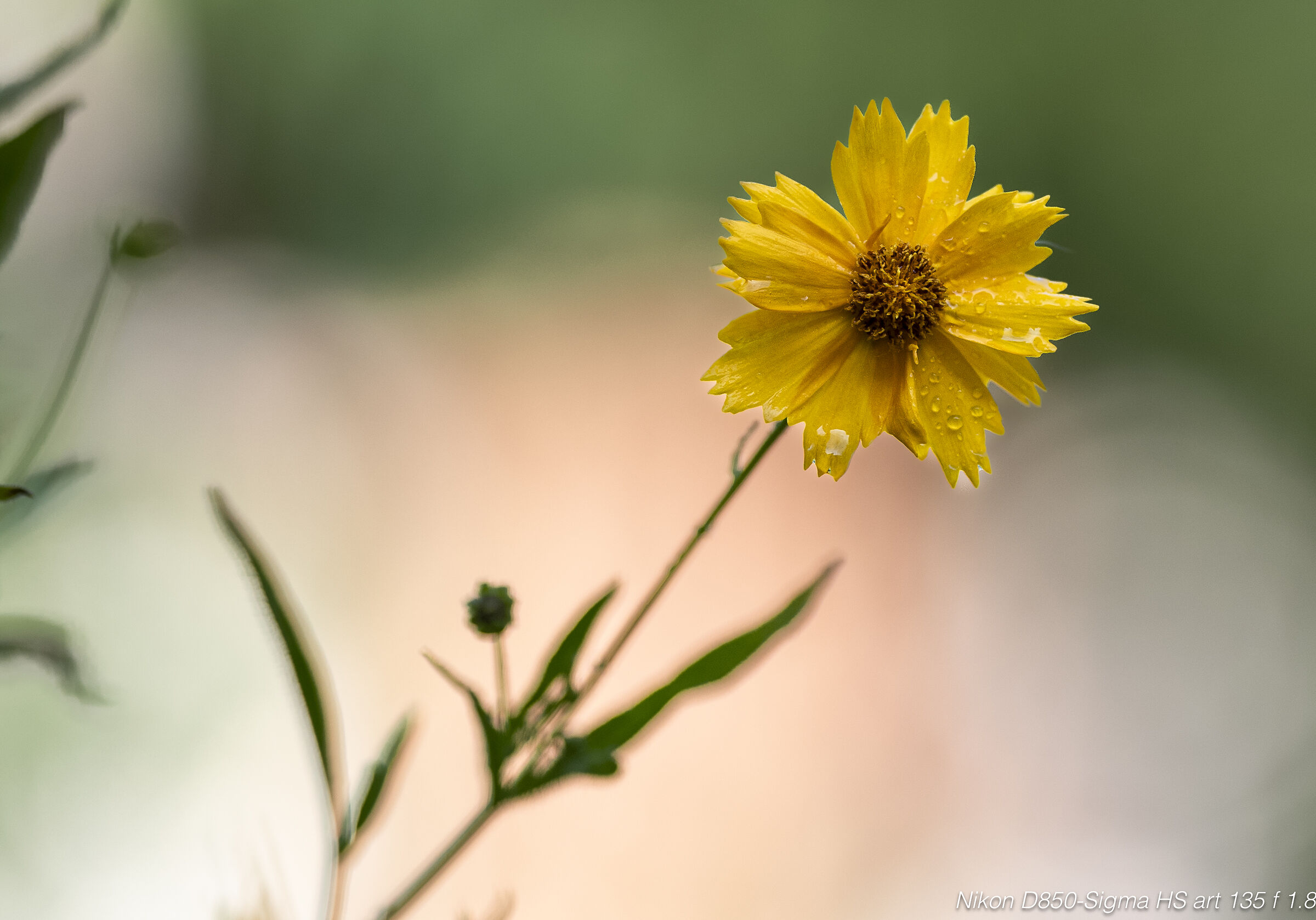 Yellow in nature