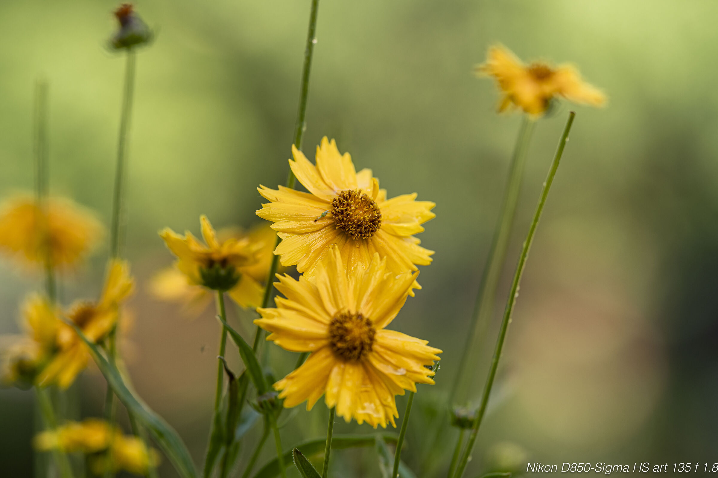 Yellow in nature