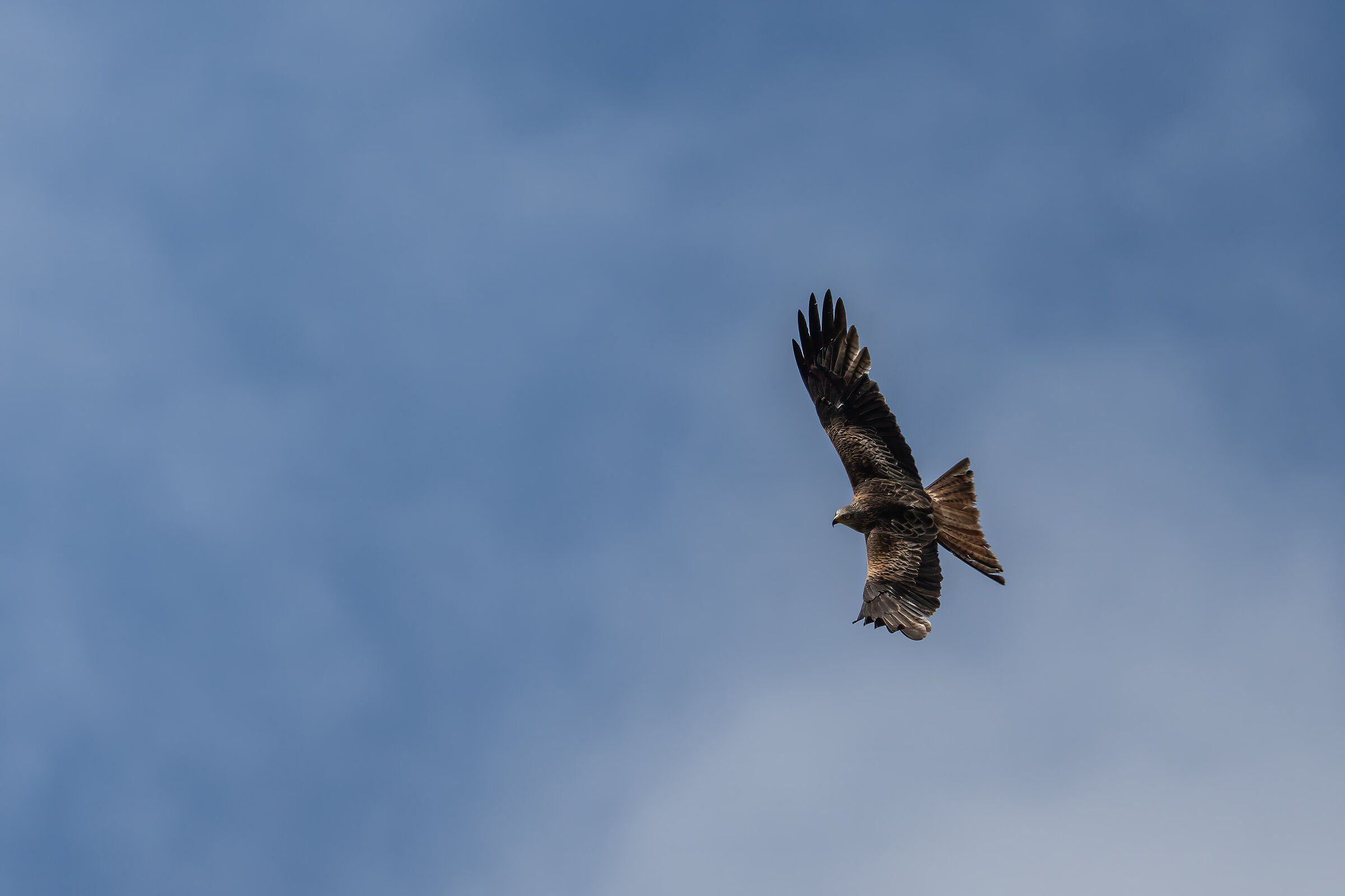 Milvus milvus