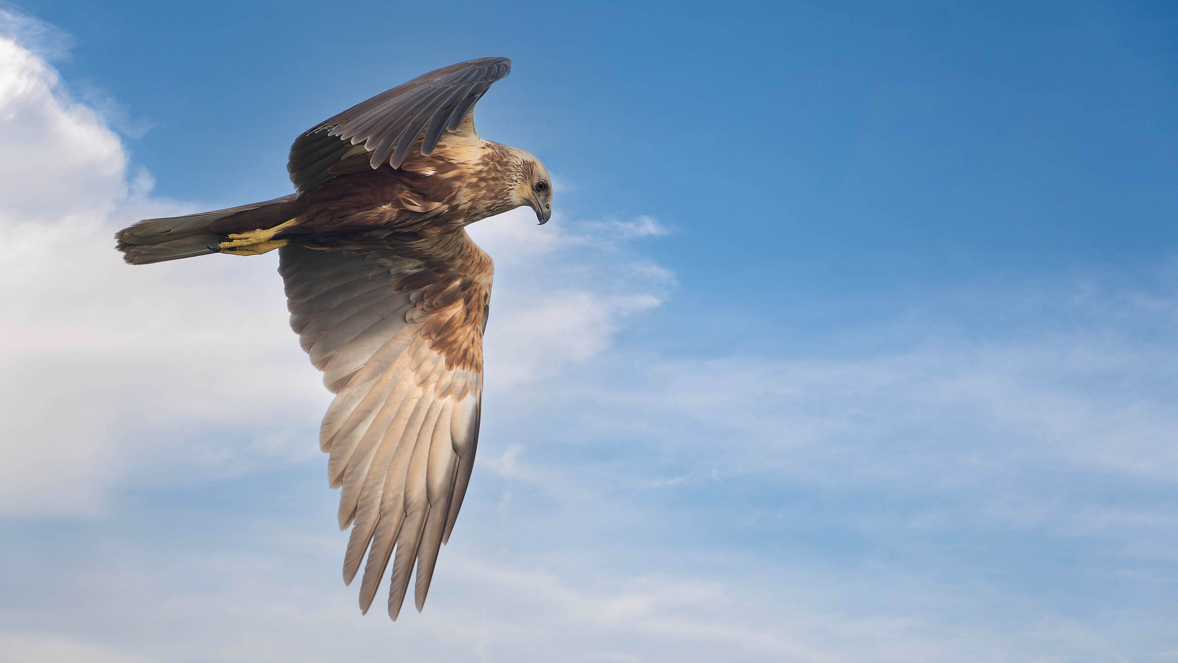 Marsh Harrier