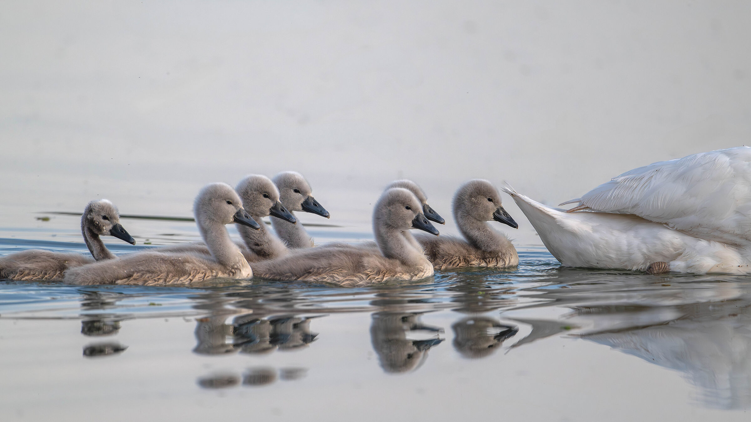 Swans
