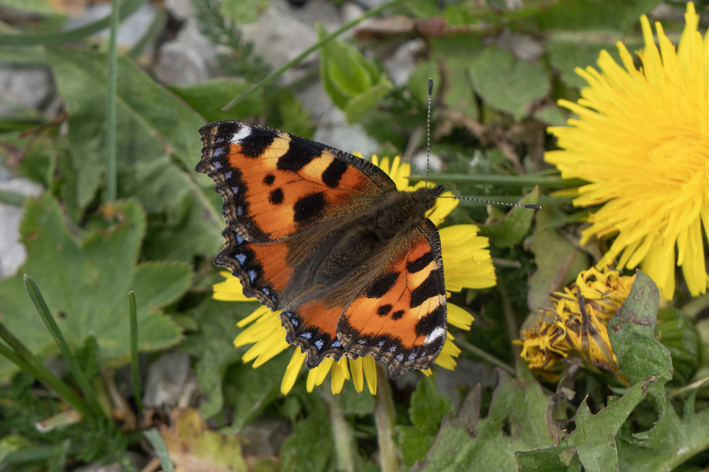 Aglais urticae